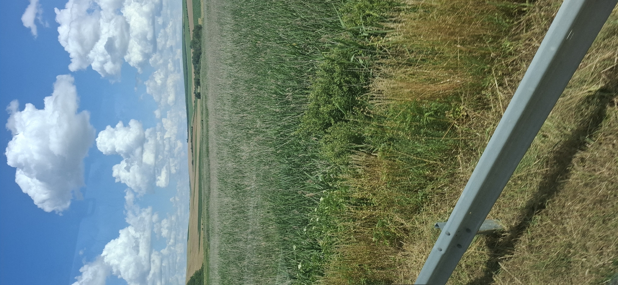 This is a vertical, eye-level, outdoor, daytime photograph taken in or near Maslarevo, Bulgaria. The scene depicts a vast expanse of tall, green vegetation, likely corn or reeds, filling the foreground and mid-ground. The vegetation is dense and reaches high, obscuring the ground in many areas. Interspersed within the green stalks are some dried, straw-colored grasses and smaller green plants, particularly along the immediate foreground. A light gray metal guardrail runs diagonally from the lower left corner of the image into the right side, with its support posts visible. The background features rolling hills with fields of lighter green and golden-brown crops, interspersed with patches of trees. The sky above is a vibrant blue, populated by numerous large, fluffy white cumulus clouds. The overall impression is of a rural landscape on a bright, sunny day.