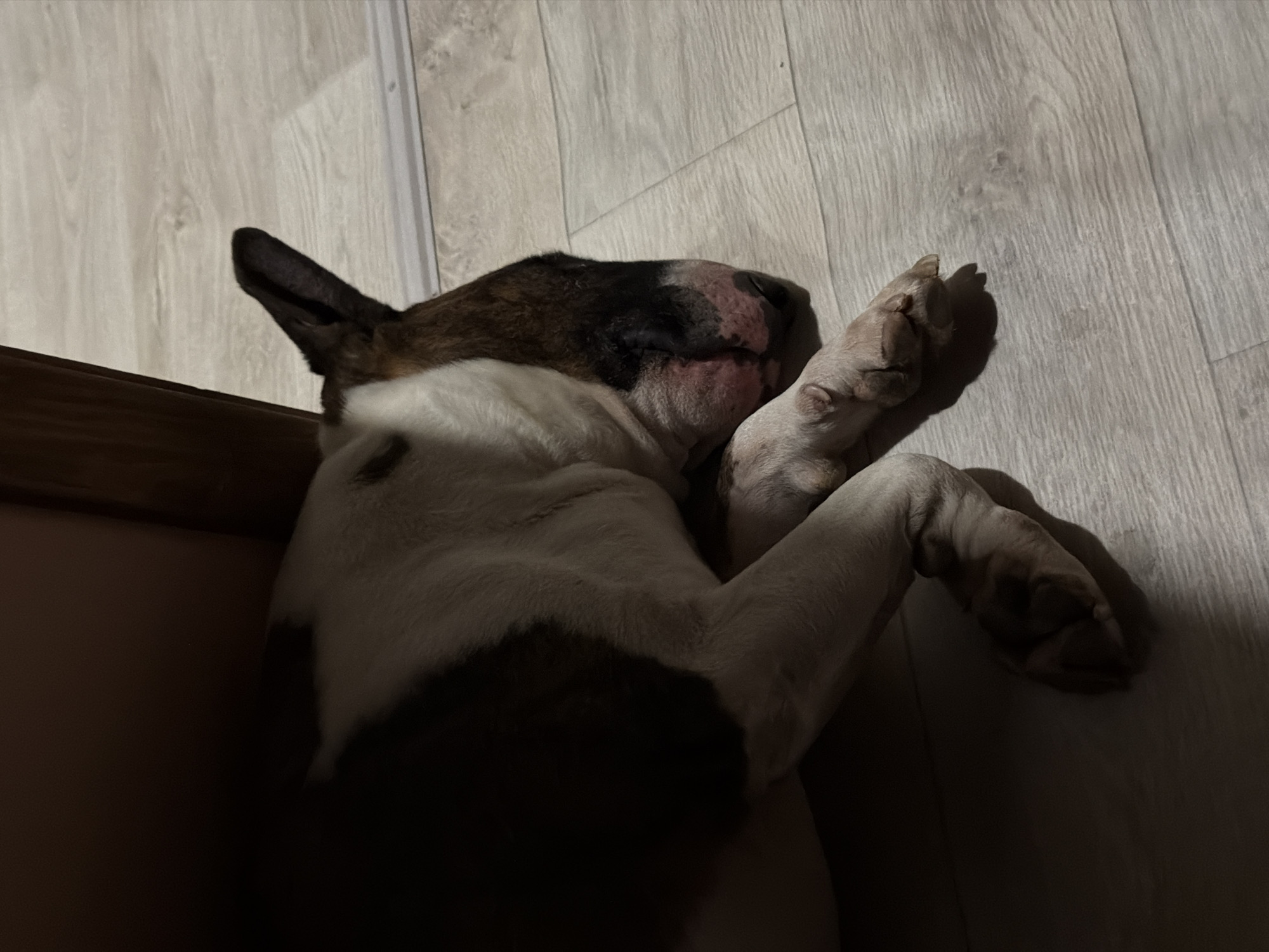 A dog, possibly a bull terrier, is sleeping on a light-colored wooden floor. The dog is lying on its back with its paws raised near its face. The dog has a white body with dark brown and black markings on its head and back. The scene is indoors, with a partial view of a baseboard and wall in the background. The location of the image is unknown, as well as the city of Chaikovsky, Russia.