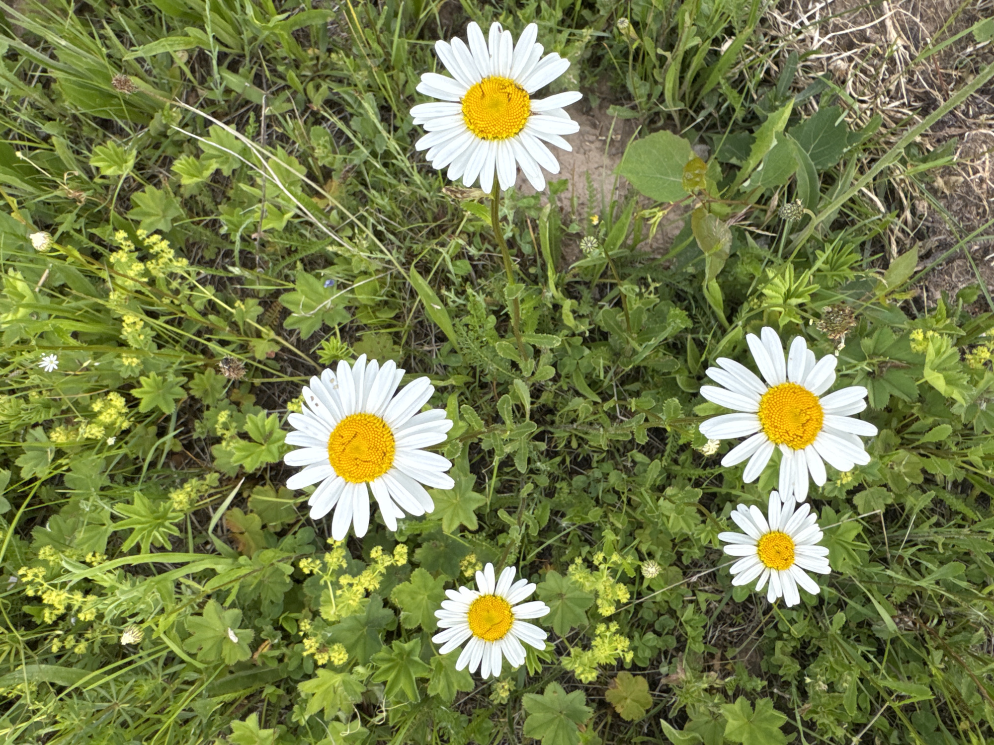 The image shows a cluster of wild daisies in a meadow with green grass and small yellow flowers. The daisies are white with yellow centers. The ground is covered with dirt and dry grass. The scene appears to be a natural outdoor environment, possibly in or around the city of Luyptug, Russia. There are no people or animals visible in the image.
