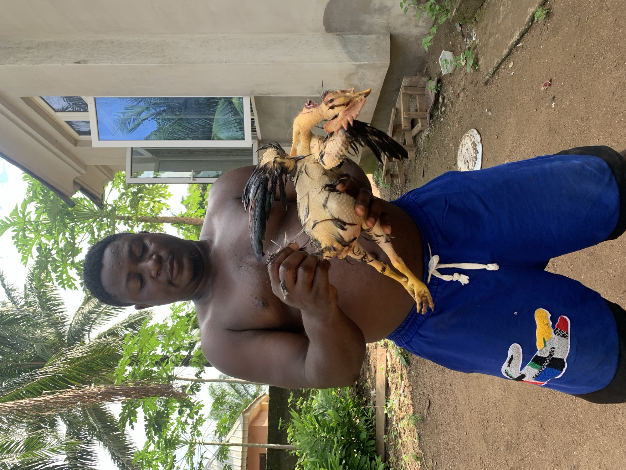 An outdoor scene in Akwanga, Nigeria, depicts an adult male engaged in plucking a chicken. The man, shirtless and appearing to have a dark complexion, is positioned centrally, holding a deceased, partially plucked chicken in both hands. His gaze is directed downwards at the chicken, which exhibits yellow skin where feathers have been removed, with some dark feathers remaining primarily on its wings and neck. He wears blue athletic shorts with a white drawstring and a multicolored, stylized crocodile-like appliqué on the left thigh; black undergarments are visible beneath.
The environment suggests a semi-urban or rural setting under bright daylight. In the background, to the right, is a cream-colored stucco building with two windows; one window is open, revealing a blue-tinted pane reflecting palm trees and sky. To the left-mid background, another simpler building with a reddish-brown roof is partially visible amidst dense green foliage. Numerous tropical plants, including tall palm trees and smaller leafy trees, fill the background. The ground is unpaved, consisting of reddish-brown dirt with sparse green weeds. Objects on the ground include stacked wooden planks near the cream building, an inverted white circular lid or plate to the left, and a small white plastic container further right among the plants. Some small red and dark detritus, likely from the chicken, is visible on the ground directly in front of the main building.