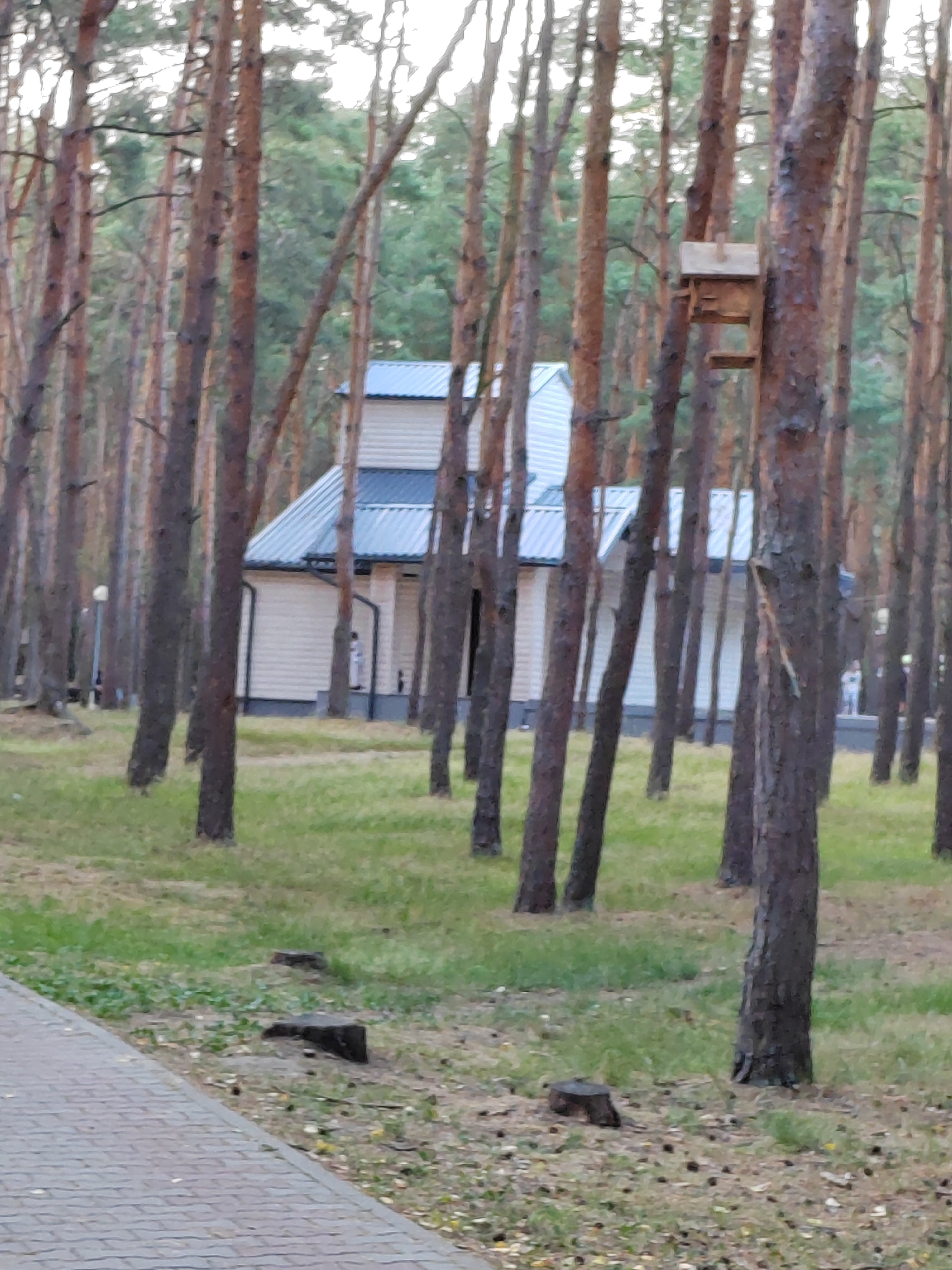 The image depicts a scene in a pine forest, likely in the city of Brest, Belarus. In the background, a light-colored, two-story building with a silver-colored metal roof is visible, partially obscured by numerous vertical pine trees. To the right of the building, a wooden birdhouse is attached to a tree trunk. The ground is covered with green grass, scattered pine needles, and several tree stumps. A paved walkway runs along the left side of the foreground, composed of interlocking grey pavers. Two indistinct figures are visible in the distance near the building, one appearing to be a child. The overall atmosphere suggests a natural, park-like setting within an urban environment.