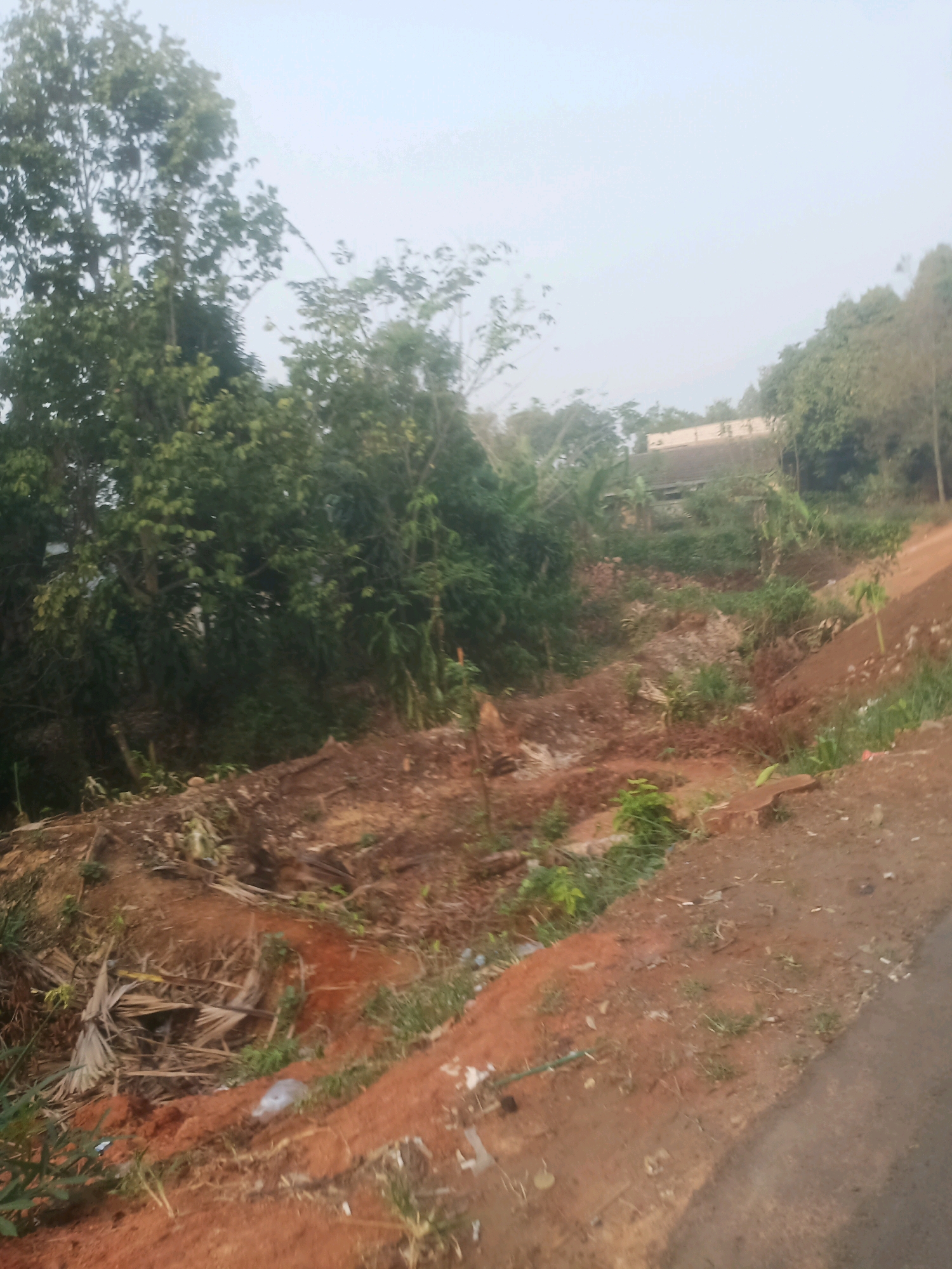 The image depicts a landslide that occurred on a rural, unpaved road in Ciseeng, Indonesia. The landslide has caused significant erosion and displacement of soil, with reddish-brown earth dominating the scene. Vegetation, including trees and leafy plants, appears on the left side and the upper parts of the embankment, suggesting the area was once covered in more dense foliage. Debris from the landslide, such as fallen branches and dried leaves, is scattered across the affected area. A portion of the road is visible on the right side of the image, appearing to be made of asphalt or packed gravel. The sky is overcast, casting a diffused light on the landscape. There are no people or animals visible in the image. The overall impression is one of natural disruption and the aftermath of a geological event.