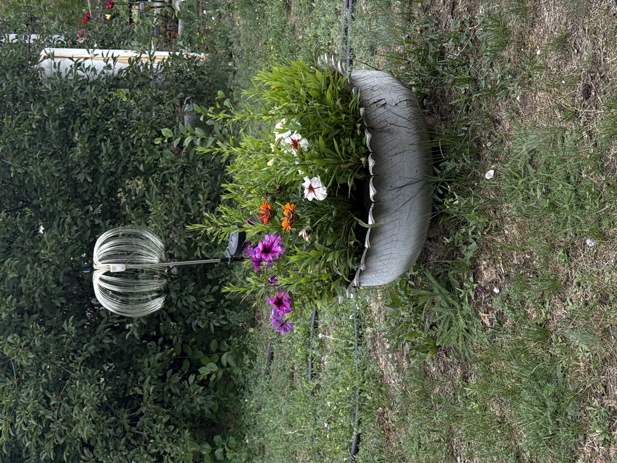 In the city of Seleznivka, Ukraine, a planter filled with colorful flowers and greenery sits on a patch of grass. The planter is made from a repurposed tire, painted white and showing signs of age with cracked paint. A decorative wire sculpture, resembling a dandelion seed head, stands behind the planter, attached to a metal pole. The surrounding area is a mix of mowed and overgrown grass, with scattered small white flowers and some visible black irrigation lines. A large, leafy green bush forms the backdrop, with a hint of a white fence and red flowers visible in the far distance. The scene depicts a quaint garden setting.