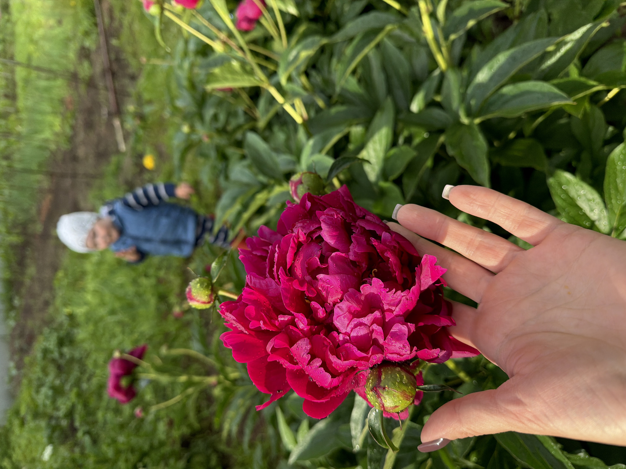 In Votkinsk, Russia, a close-up of a vibrant pink peony in full bloom is captured, with water droplets adorning its petals. A green peony bud rests near the flower. In the background, a child wearing a blue vest and a striped shirt is partially visible, blurred and out of focus. The child is standing amidst lush green foliage, suggesting an outdoor setting, likely a garden. The image is framed from the perspective of a hand, with manicured fingernails visible in the foreground, reaching towards the peony.