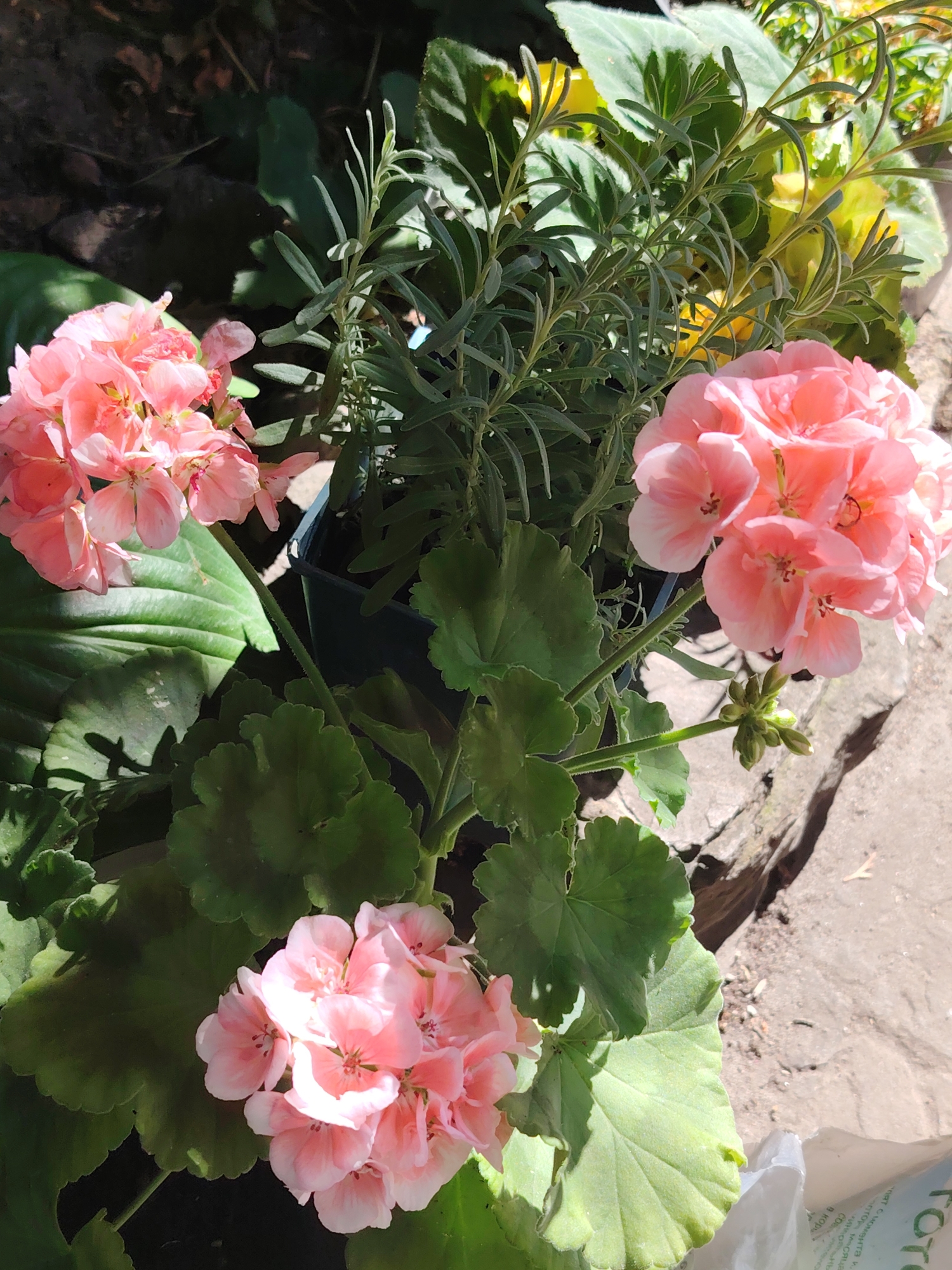 This is a close-up, high-angle, natural light photograph of potted plants, likely in a garden or on a balcony in Rostov-on-Don, Russia. The foreground is dominated by several clusters of delicate, light pink or coral geranium flowers. The geraniums have large, green, deeply lobed leaves. Behind the geraniums, a slender, gray-green plant with needle-like leaves, possibly lavender or rosemary, is visible. The plants are in a dark green pot which is partially obscured. The background consists of natural elements: dark earth or mulch, dappled sunlight, and a rough, textured grey stone. A white plastic bag with green text is visible in the lower right corner. The overall impression is one of a bright, sunlit outdoor setting.