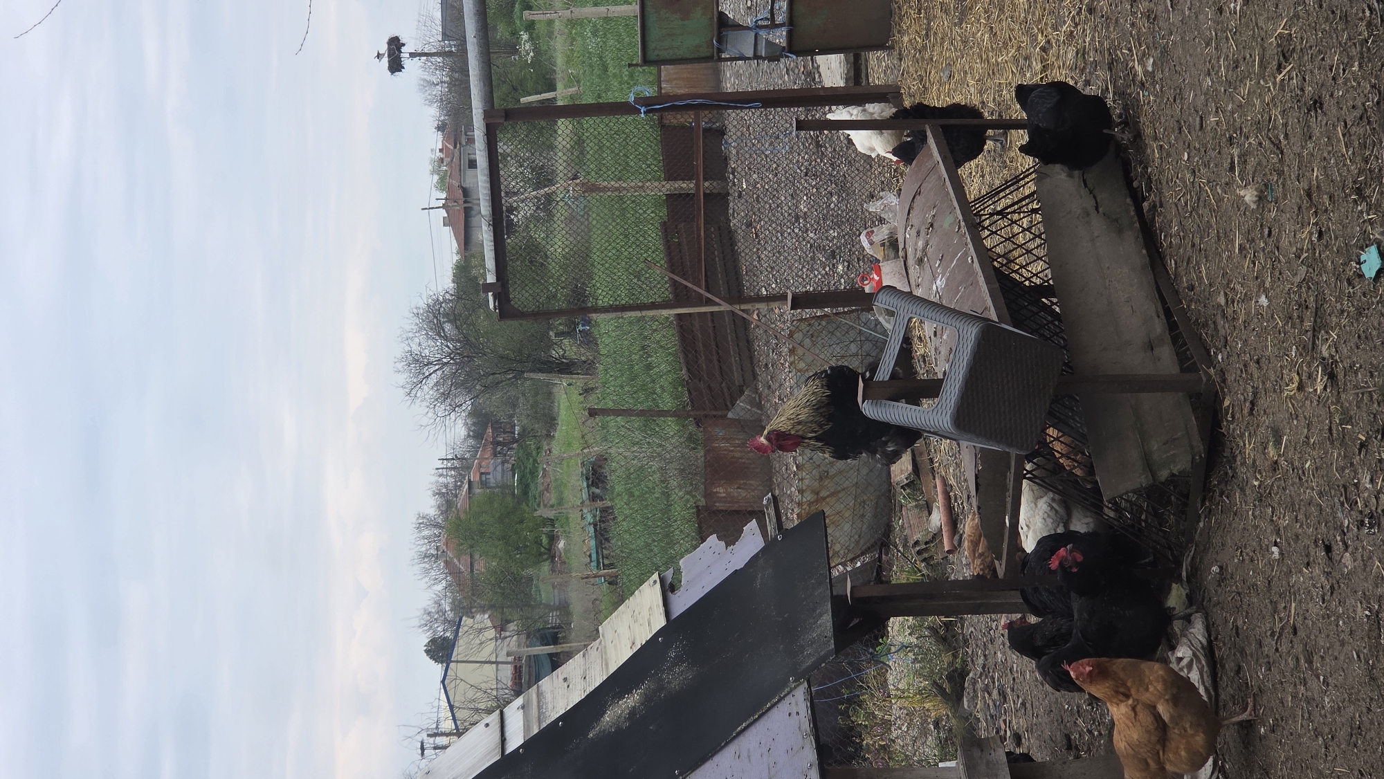 The image shows a rural scene in Mlekarevo, Bulgaria. Several chickens of different colors (black, white, and brown) are visible in a dirt yard with scattered straw. A rooster stands near a gray plastic chair, close to a makeshift table constructed from scrap metal and wood. A rusted metal fence is partially visible in the background, with glimpses of green fields and distant houses. In the distance, a stork nest atop a utility pole can be seen against a cloudy sky. The scene appears to be a backyard or farmyard environment.
