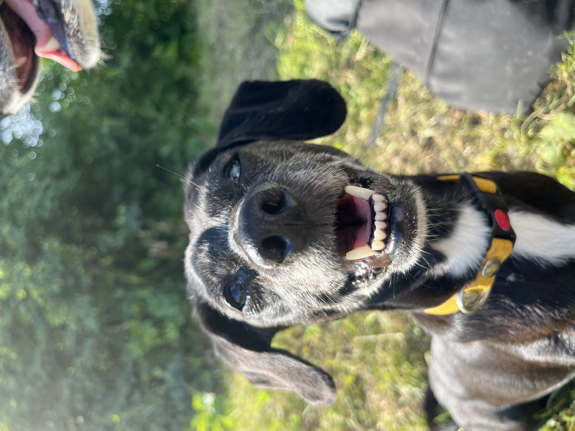 The image shows a close-up of a black and grey dog with its mouth open and tongue visible. The dog is wearing a yellow collar. In the background, out of focus, there is greenery and sunlight. Another dog's mouth is visible in the top right corner, also with its tongue out. The setting appears to be outdoors, possibly a park or a yard. There is no indication of the city of Nizhny Tagil, Russia in the image.