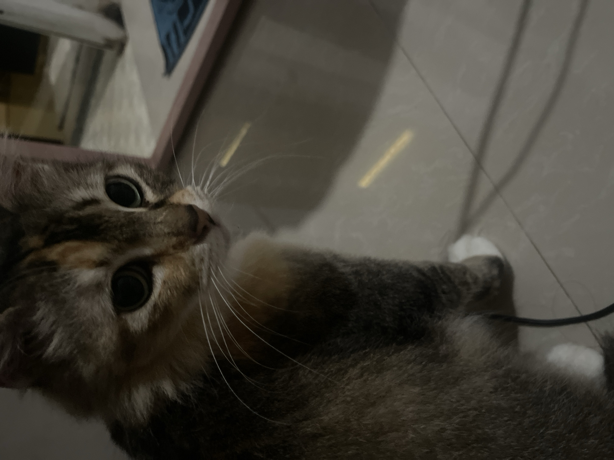 A calico cat is shown from the chest up, facing right, with its head tilted slightly to the left. The cat has green eyes, a fluffy mane, and white whiskers. Its fur is a mix of brown, black, and orange patches. The cat's front right paw is visible, and it is white. The cat is sitting on a tiled floor. In the background, a pink-framed mirror reflects a portion of the room, showing a blue mat on the floor. The lighting in the scene is dim, with some yellow light reflecting on the floor.
