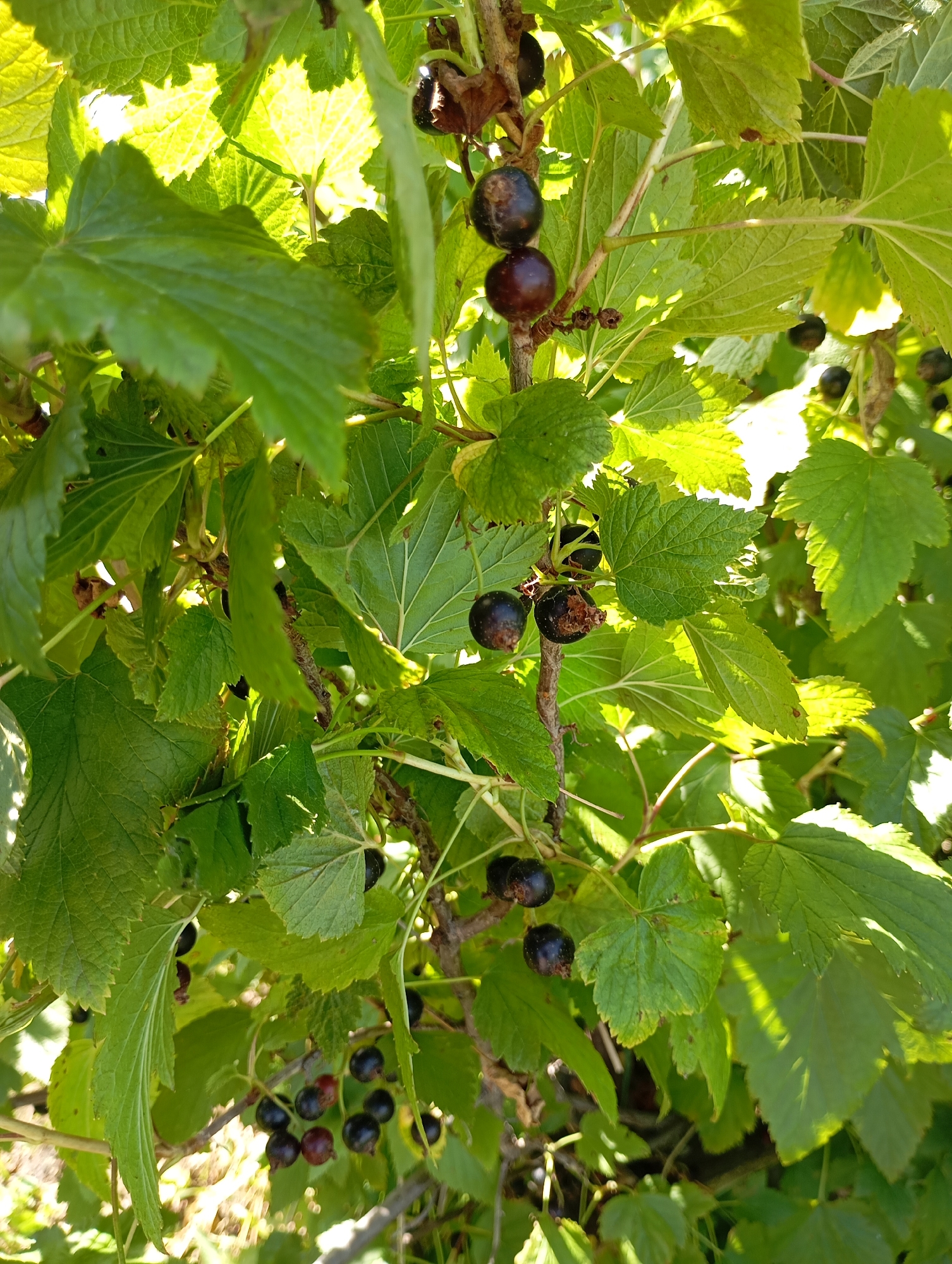 This is a close-up, vertical, eye-level shot of a blackcurrant bush with ripe berries and green leaves, bathed in sunlight. The berries are dark purple to black, some appearing smooth and round, while others show signs of damage or drying. The leaves are vibrant green, some with sunlight shining through them, creating a bright, luminous effect. The branches are thin and brown. The background is blurred and appears to be more foliage and possibly some out-of-focus ground. The image does not contain any people or indicate a specific urban location within Льниха, Russia; it is a natural outdoor scene.