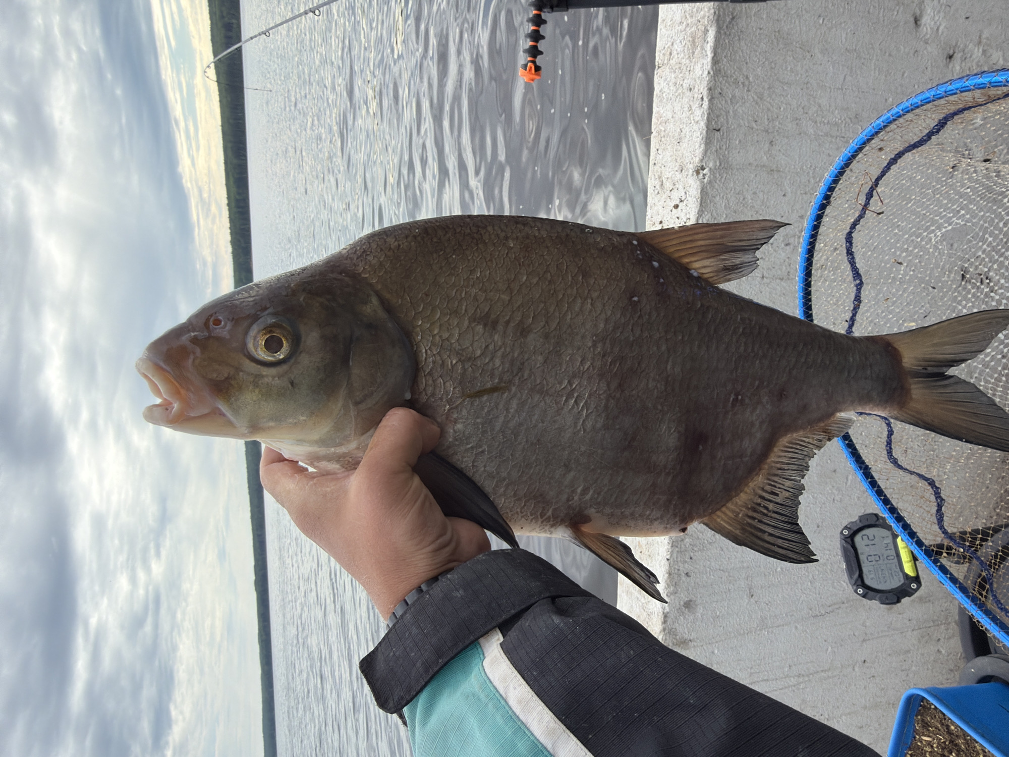 The image depicts a close-up, eye-level view of a person's right hand holding a large, dark-scaled fish vertically over the edge of a boat or concrete platform, with a wide body of water and a distant forested shoreline under an overcast sky. This scene takes place in the vicinity of Chaikovsky, Russia.
The person's right hand, with short nails, firmly grips the upper jaw of the fish. The arm is clad in a jacket featuring a teal and white upper portion transitioning into a black lower sleeve and wristband.
The fish is a large, dark-bodied species, possibly a bream or carp, displaying distinct, uniformly sized scales. Its mouth is agape from being held, and a round eye with a prominent golden iris is visible. Its dorsal, pectoral, and caudal fins are clearly present, with the caudal fin showing a slight V-shape.
The background consists of a expansive body of dark water, likely a lake or large river such as the Votkinsk Reservoir. A dense, dark green forest line stretches across the distant horizon. The sky is largely overcast with scattered grey and white clouds.
In the lower foreground, a white concrete edge is visible. To the right, a fishing rod with a white shaft is held upright by an orange-topped rod holder mounted on a dark vertical support, with the rod tip extending into the water. Below the fish, a circular fishing net with a blue rim is partially submerged in the water. A black digital device, resembling a scale or timer, is affixed to the concrete surface, prominently displaying "0 12" in white digits, with smaller numerical data (e.g., "5:43" and "20") below. A corner of a blue container, possibly holding bait or gear, is visible on the far left.