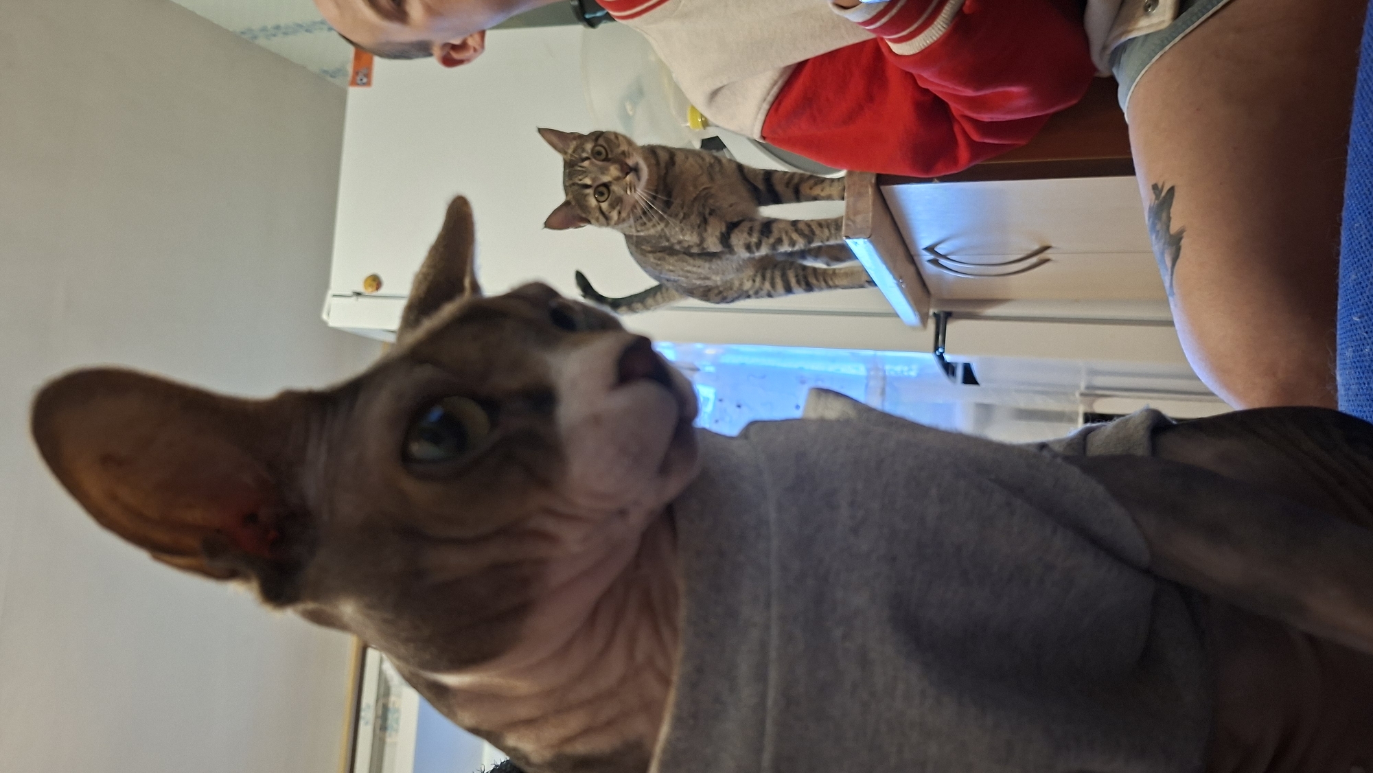 The image shows two cats. One is a tan and white Sphynx cat wearing a gray sweater, seen in the foreground from a low angle. The second cat is a brown tabby cat standing on a counter with drawers. Part of a person is visible on the right, including a leg with a tattoo and a red and white jacket on top. There is also a blue light coming from behind the counter. The location may be Забалоцкі сельскі Савет, Belarus, though this is not visually verifiable.
