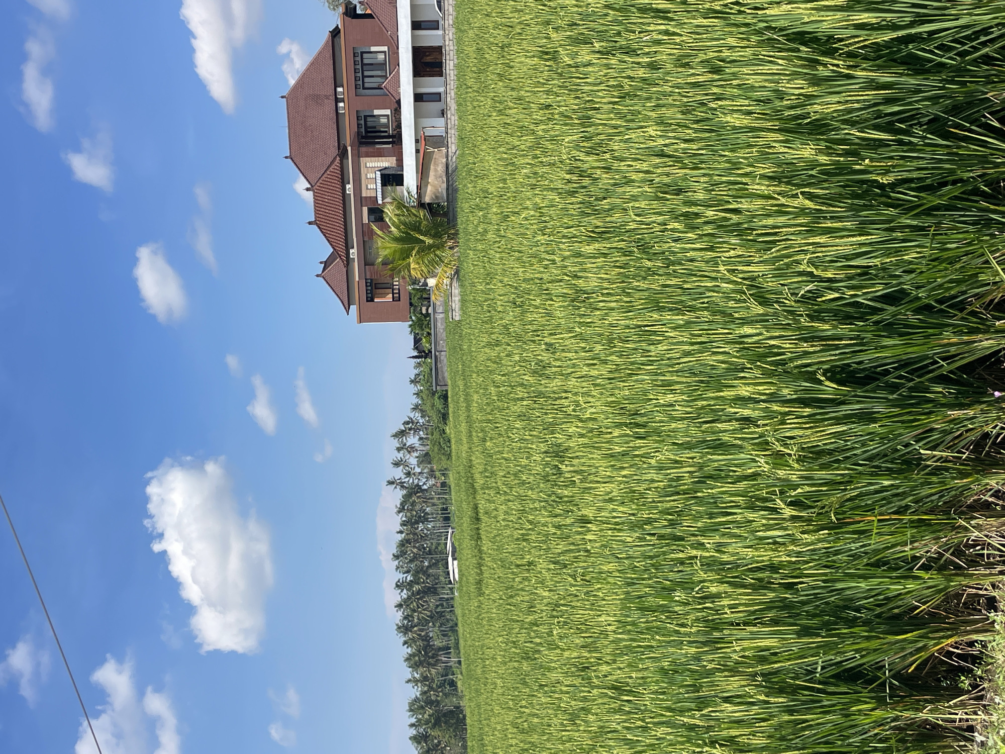 The image shows a large rice field in an unknown location. Adjacent to the rice field is a multi-story building with a brown tiled roof and multiple windows and balconies. The sky is blue with scattered white clouds. Along the horizon, beyond the rice field, are several palm trees. A power line is visible in the lower left corner of the image.