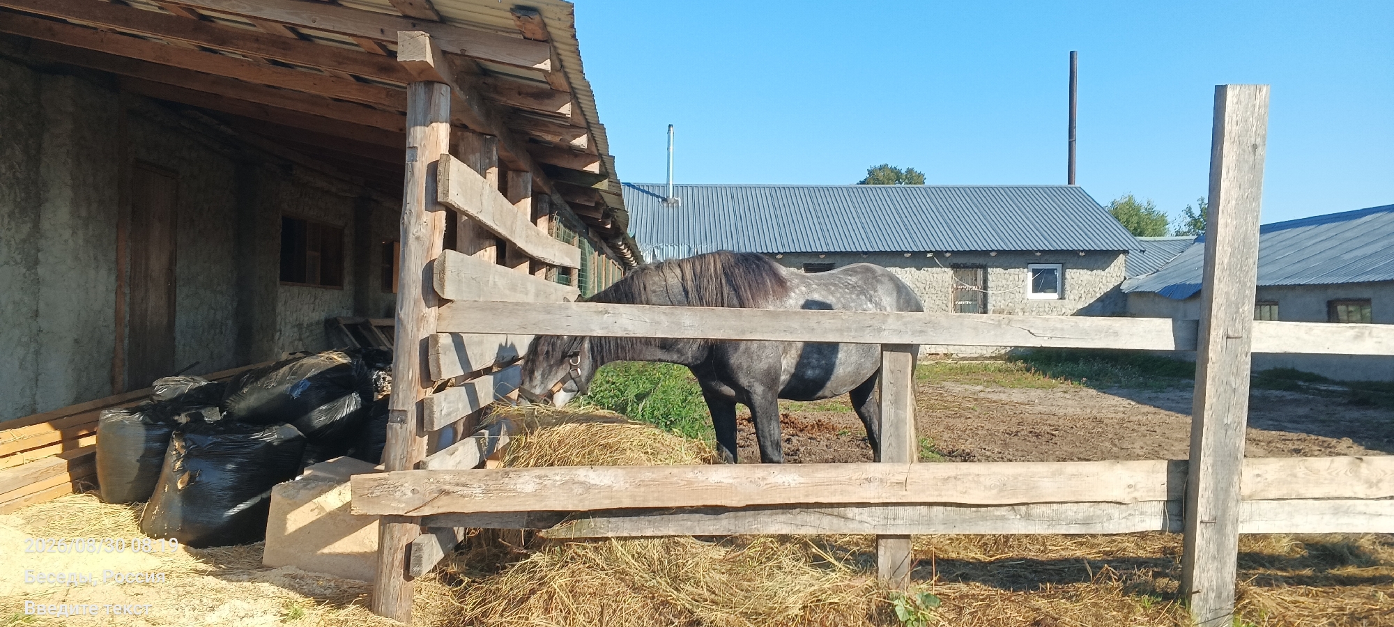 A grey horse is eating hay from a wooden feeder on a farm. The horse is standing behind a wooden fence, and there is a building in the background. The sky is blue and clear. The overall scene appears to be a rural setting.