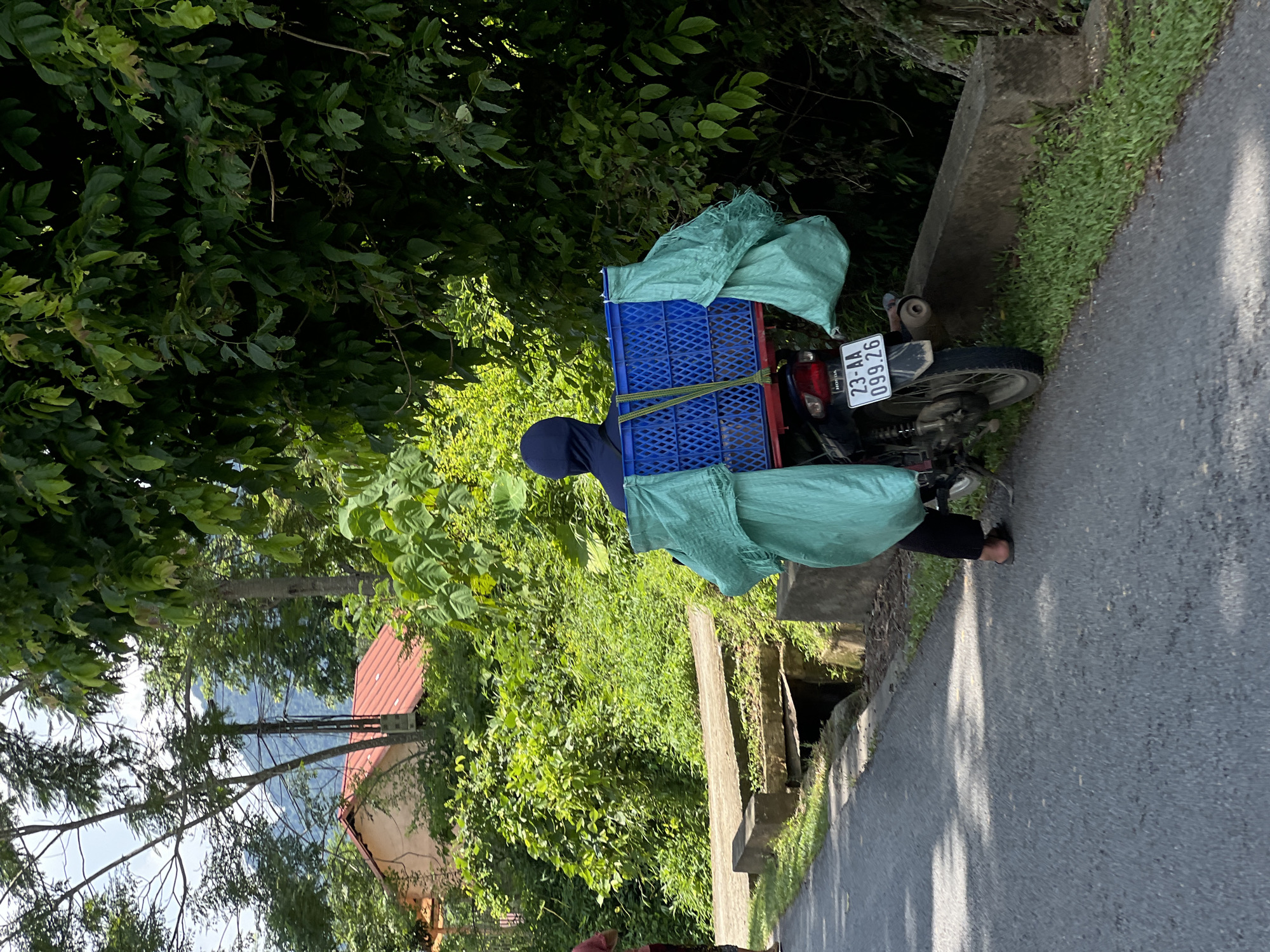 A person wearing a blue head covering and black pants, with their back to the camera, rides a motorcycle down an asphalt road. They are wearing dark sandals on their feet. The motorcycle is loaded with a large blue plastic crate secured to the back, with two large teal-colored bags tied to the sides of the crate. The license plate of the motorcycle reads "23-AA 099.26". The road is bordered by a concrete curb and grass on the right side, and a concrete structure that appears to be a bridge or culvert on the left. The background consists of lush green vegetation, including trees and bushes. In the distance, a house with a red roof is visible nestled amongst the trees, with mountains further in the background. The scene is illuminated by daylight, with dappled sunlight casting shadows on the road. This appears to be a rural area in Thuận Hòa Commune, Vietnam.