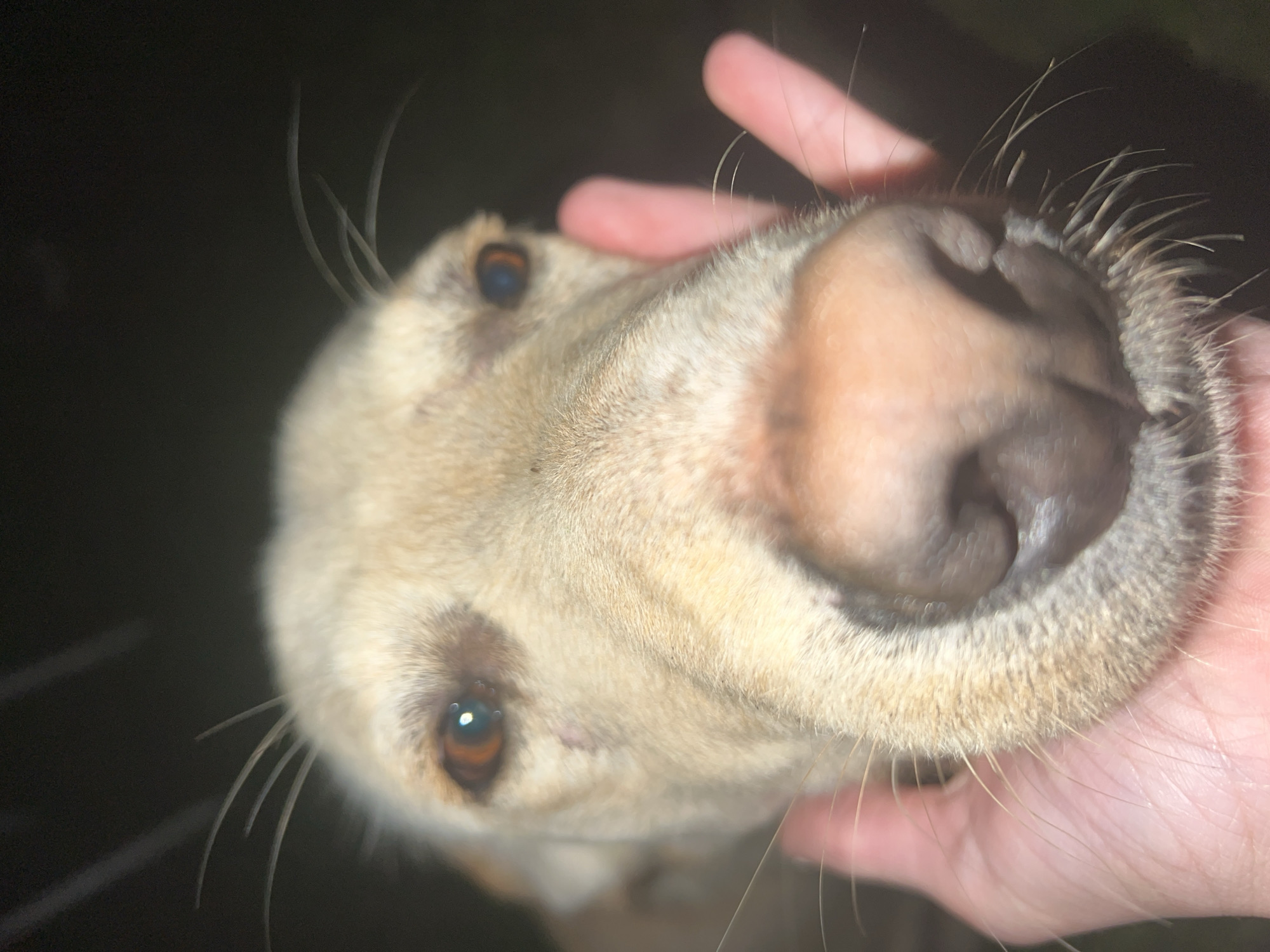 A close-up, slightly angled shot shows a dog's face being held by a human hand. The dog has light-colored fur, brown eyes, and a dark brown nose. The hand is fair-skinned. The background is dark and out of focus. The location is unknown.
