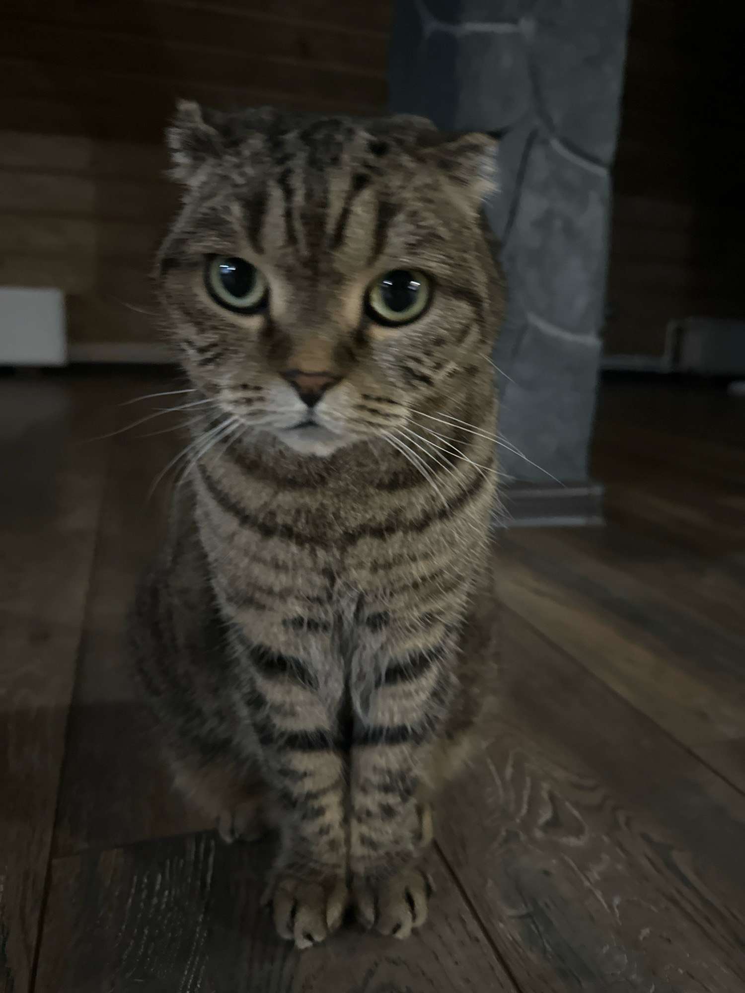 A medium shot captures a Scottish Fold cat sitting on a dark wooden floor, looking directly at the camera. The cat has tabby markings, large green eyes, and its ears are folded forward. Its front paws are neatly placed together in front of its body. The background is dimly lit, showing wooden paneling on the left and a textured stone pillar on the right, suggesting an indoor setting that could be a home or establishment in Ozerki, Russia. The lighting is low, with shadows contributing to the overall dark atmosphere of the image.