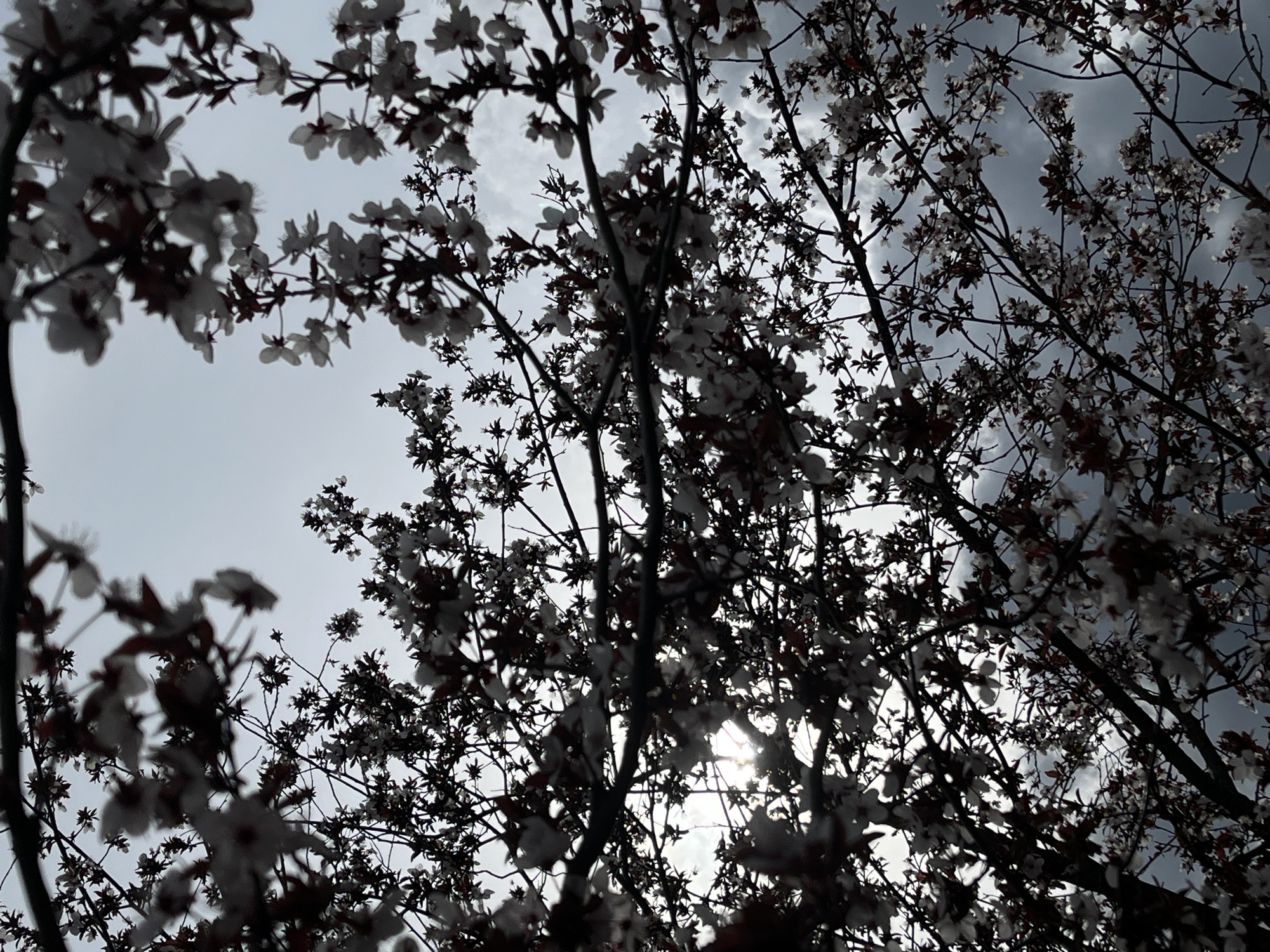 The image is a low-angle shot of a flowering tree with white blossoms against a cloudy sky. The sun is visible through the branches, creating a bright spot in the center of the frame. The branches and blossoms are mostly silhouetted, appearing dark against the lighter sky. The location, Novopokrovskaya, Russia, is not determinable from the visual content of the image. There are no people or other specific objects visible.