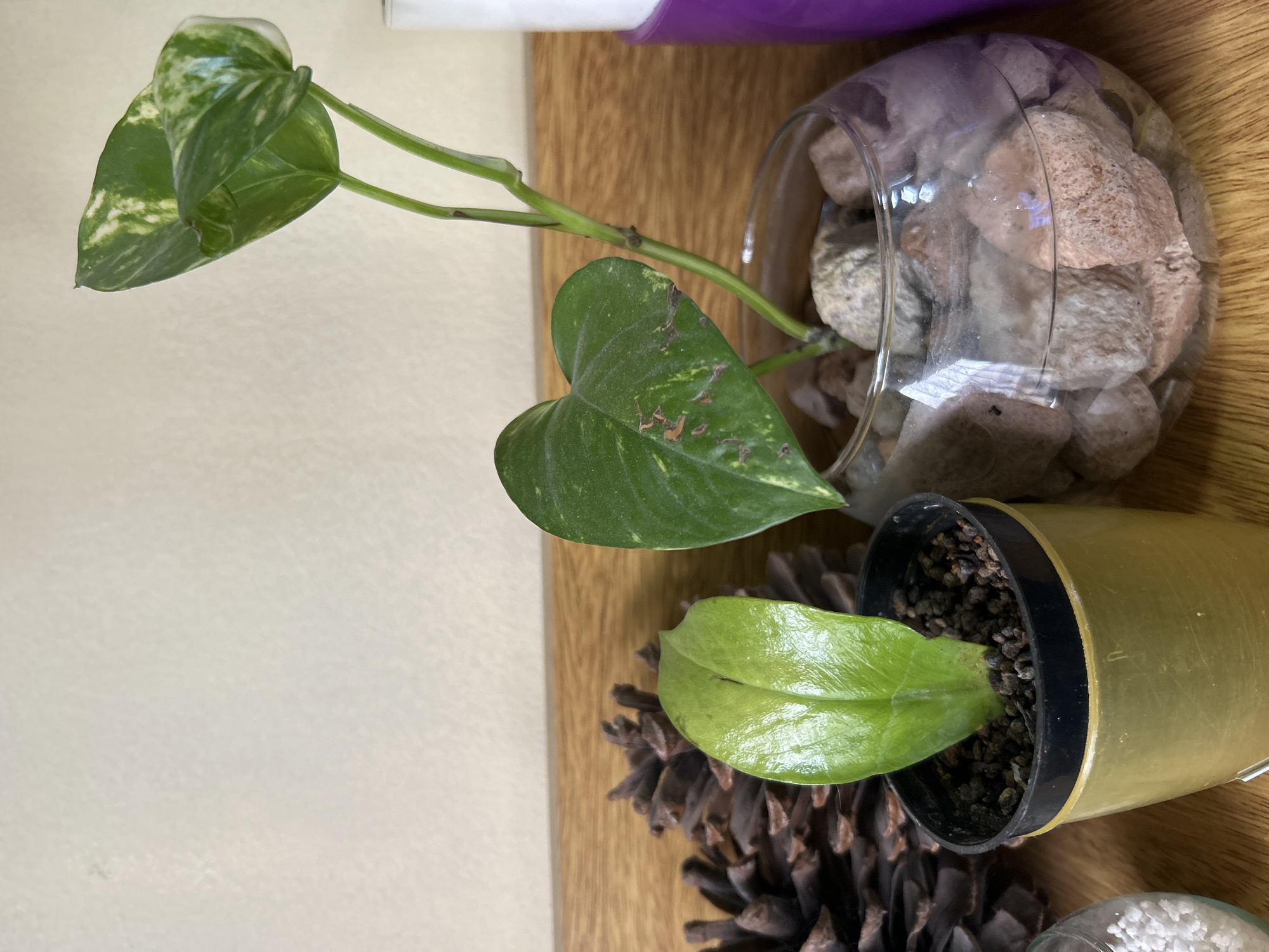 The image shows a close-up of two potted plants on a wooden surface. To the left, a small plant with a single, broad, bright green leaf is in a golden-colored pot filled with dark potting mix. To the right, a larger plant with variegated green and white heart-shaped leaves is growing in a clear glass bowl filled with various sized stones and water. Behind the plants, a few pinecones are visible, and the background consists of a textured, light-colored wall. The lighting suggests an indoor setting, possibly a home or office. The image provides no information about the city of Buenos Aires, Argentina.