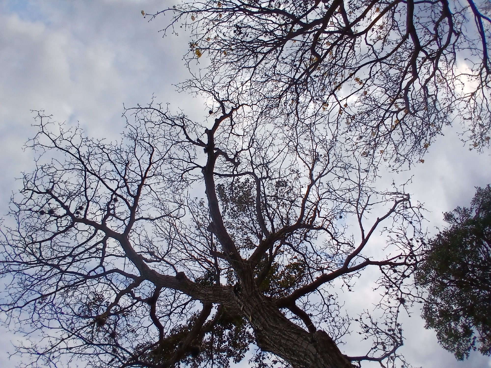The image shows a view looking up at several trees with bare branches against a cloudy sky. The tree in the foreground has a thick, textured trunk and many branches that reach upwards. Some of the branches still have a few brown leaves attached. Another tree is visible in the upper right corner, also with bare branches. The background is filled with a grey, overcast sky with patches of white clouds.
It is difficult to pinpoint the exact location of this image within Ciudad Guayana, Venezuela, without more information.