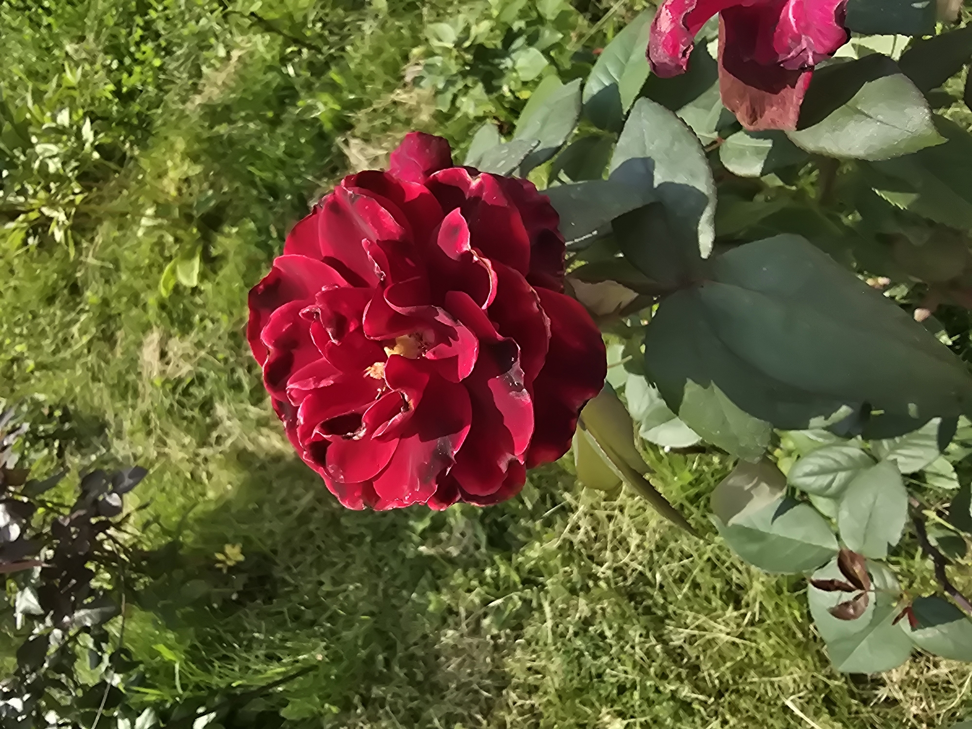 A close-up, high-angle outdoor shot captures a vibrant, deep red rose in bloom, its petals velvety and richly textured. The rose is the central subject, positioned slightly to the left of the frame. Its lush green leaves and stem are visible below, and hints of other red roses or buds appear at the bottom right and top left edges of the image. The background consists of a soft-focus, sunlit expanse of green grass and other foliage, suggesting a garden or park setting. The lighting indicates a bright, sunny day. The scene is devoid of human presence. The location is identified as Sofiivska Borshchahivka, Ukraine.