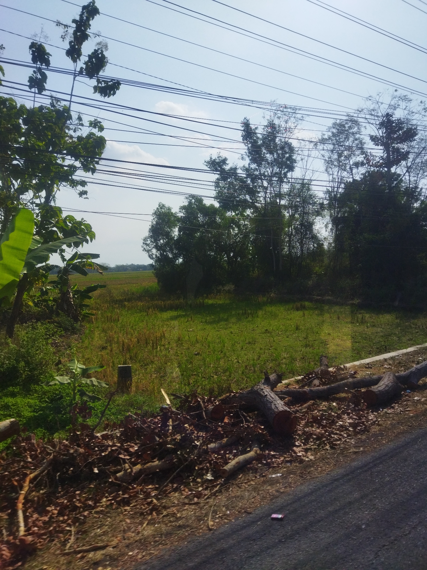 In Nguter, Indonesia, a rural scene unfolds under a bright, partially cloudy sky. The foreground is dominated by a pile of fallen tree branches and dry leaves scattered across a dirt path adjacent to a paved road. Several large tree trunks are also present, cut and laid on the ground. To the left, lush green vegetation and banana leaves are visible, with a small banana tree growing. Behind this, a field of grass and stalks, likely a rice paddy, stretches into the middle ground. A single, thin wooden post stands in the field. The background features a dense line of trees, some with lush foliage and others appearing more sparse, interspersed with bamboo. Overhead, multiple black electrical wires crisscross the sky. The overall impression is one of natural scenery with evidence of recent tree clearing.