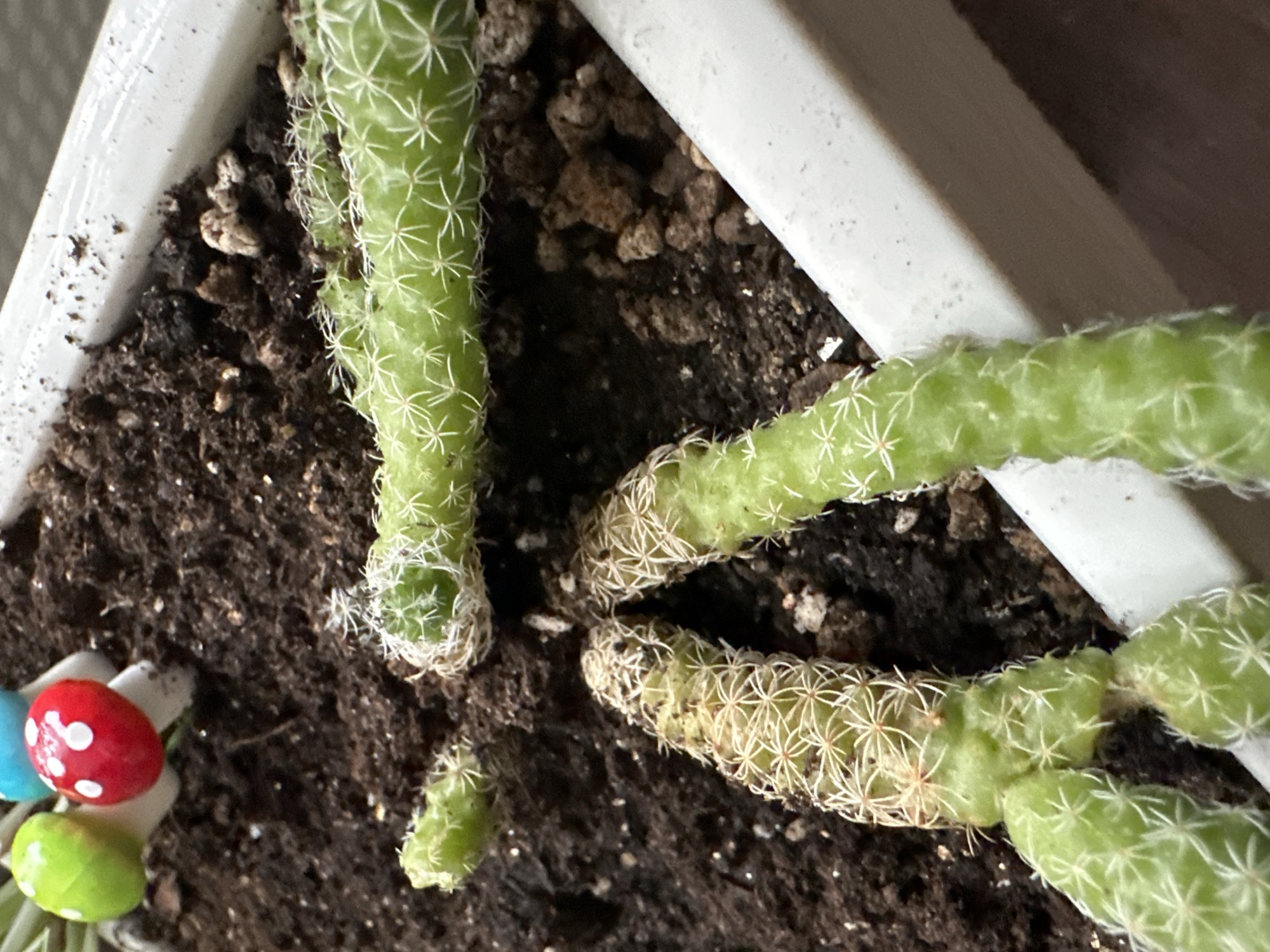 The image shows a close-up of a potted succulent plant, likely a variety of Thimble Cactus (Mammillaria gracilis fragilis). The plant has several elongated, green stems covered in fine white spines. Some of the stems appear to be browning and dry at the tips, suggesting potential overwatering or other stress. The soil is dark and appears to have some small pebbles or perlite mixed in.
In the lower left corner of the image, there are a few small decorative garden ornaments shaped like mushrooms, painted in bright red with white polka dots, and green with white dots. A portion of a white rectangular planter is visible, with a textured interior surface.
The lighting suggests an indoor environment, possibly with artificial light or indirect natural light. There is no indication of the time of day, weather, or specific emotions. No visible text is present in the image. The location context of Podolsk, Russia, does not provide any direct visual cues within the image itself. The overall scene focuses on the details of the plant and its immediate surroundings within the pot.