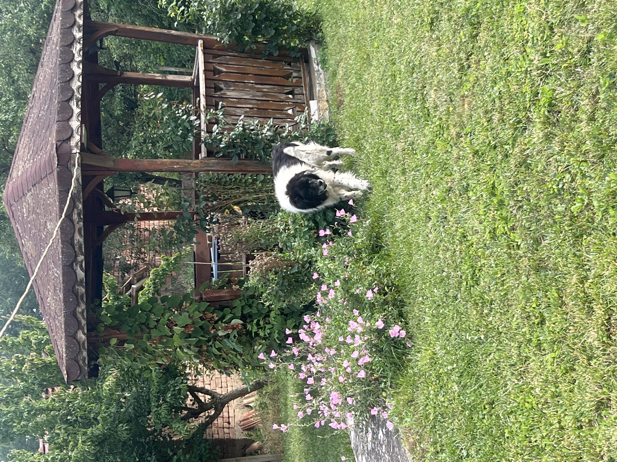 A large, black and white dog with shaggy fur walks on a green lawn in front of a wooden gazebo. The gazebo has a brown, shingled roof and wooden posts. Pink flowers are blooming to the left of the dog and the gazebo. In the background, trees and a brick building are visible. The scene appears to be in a residential backyard. The image was taken in Ohrid, Bulgaria.
