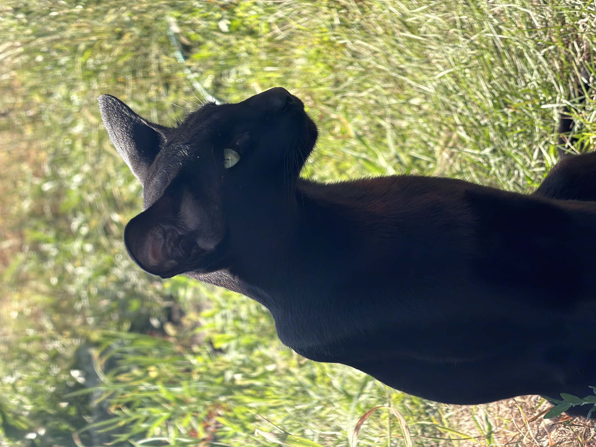 A black cat with striking green eyes sits in a patch of sunlit grass in Novosibirsk, Russia. The cat is in profile, facing to the right, with its ears pointed upwards. Its sleek, dark fur stands out against the blurred green of the surrounding vegetation. The background is a soft focus of green grass and some dried stalks, indicating an outdoor setting. The lighting suggests it is daytime, with the sun casting a bright glow on the scene. There are no people or other animals visible.