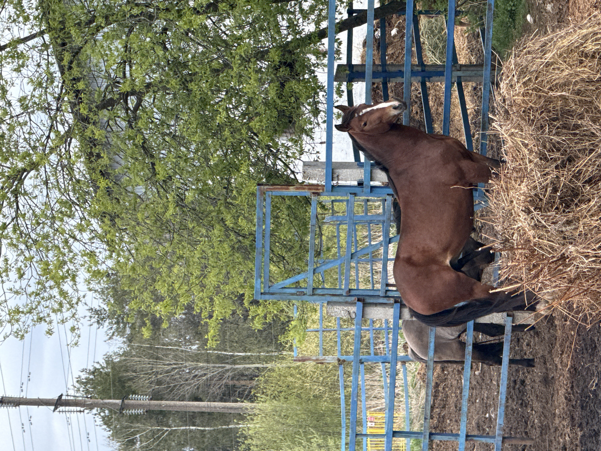 A brown horse with a white stripe on its forehead stands inside a blue metal structure adjacent to a pile of hay. Another horse, gray in color, is partially visible behind and below the brown horse. The structure appears to be a feeding pen. A tree with green leaves stands to the left of the structure. In the background, trees and a power line are visible. The location is in the city of Vereshchagino, Russia.