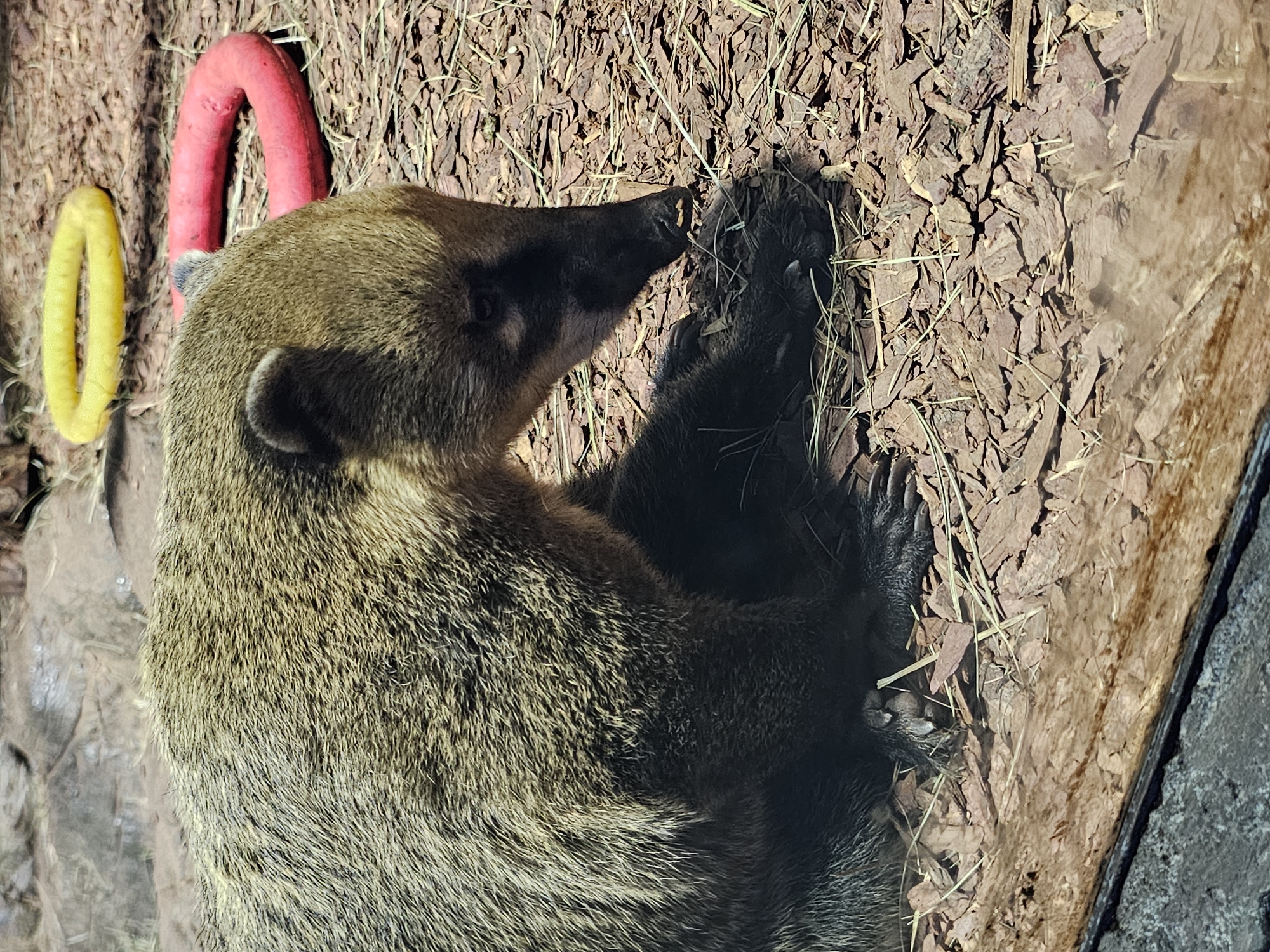 A coati is lying on its side in an enclosure covered in wood chips and straw. A red plastic hoop and a yellow plastic hoop are nearby. Part of a wooden structure and a concrete wall are visible on the right side of the image. The image may have been taken in a zoo or similar enclosure in Khimki, Russia.