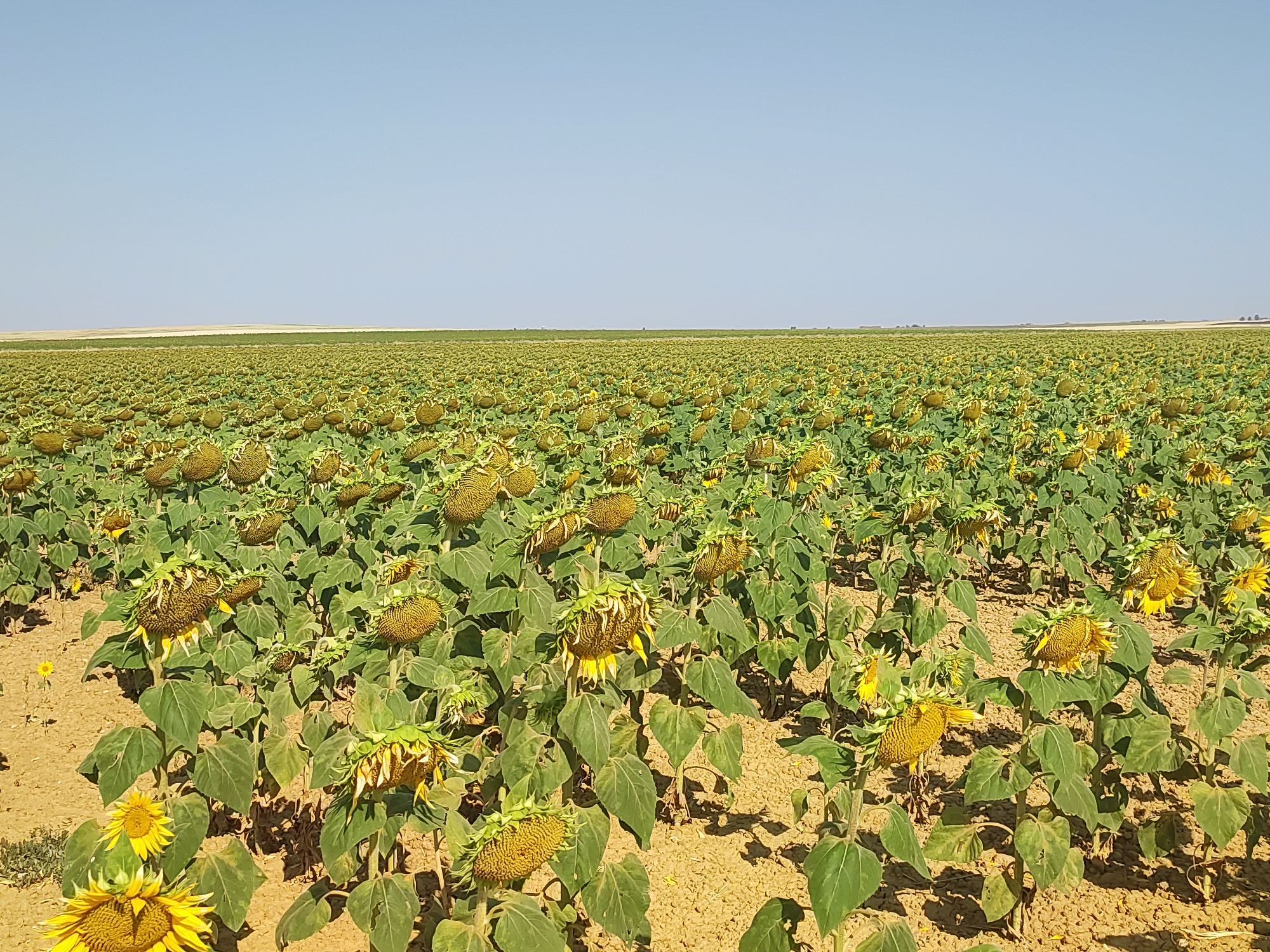 The image depicts a vast, sun-drenched field of sunflowers in Autillo de Campos, Spain. The sunflowers are in various stages of bloom and maturity; many have bowed heads, suggesting they are past their peak or are heavy with seeds. The field stretches towards a clear, pale blue sky, with a thin, distant horizon line separating the land from the sky. The ground is dry and sandy, with patches of sparse vegetation visible in the foreground. The overall impression is one of an agricultural landscape under a bright, clear day.