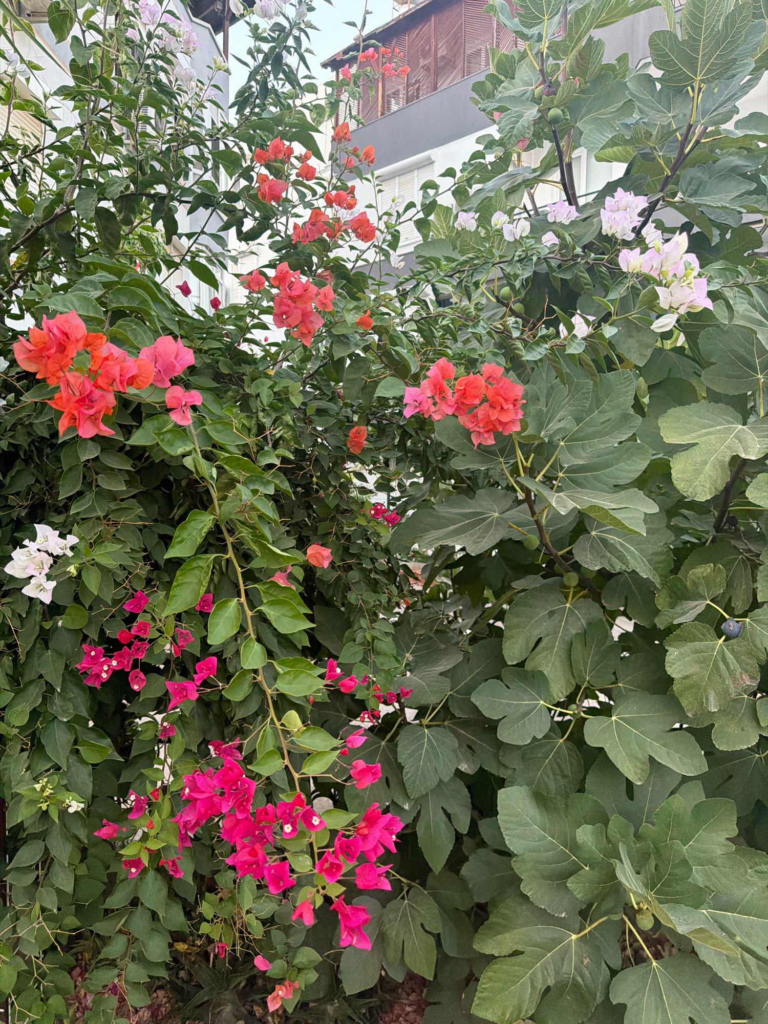 This is a photograph of a lush, overgrown garden in Antalya, Turkey, with bougainvillea in vibrant shades of pink, coral, and white cascading over a fig tree. The fig tree's large, distinctive green leaves dominate the right side of the frame, interspersed with small, unripe green figs and one ripe, dark purple fig. The bougainvillea vines weave through the fig tree and extend to the left, where they are the primary focus, creating a dense wall of colorful blooms. In the background, a modern building with white and grey facades and wooden shutters is visible, suggesting an urban setting. The sky is overcast and appears to be late afternoon or early morning. There are no people or animals present in the image.