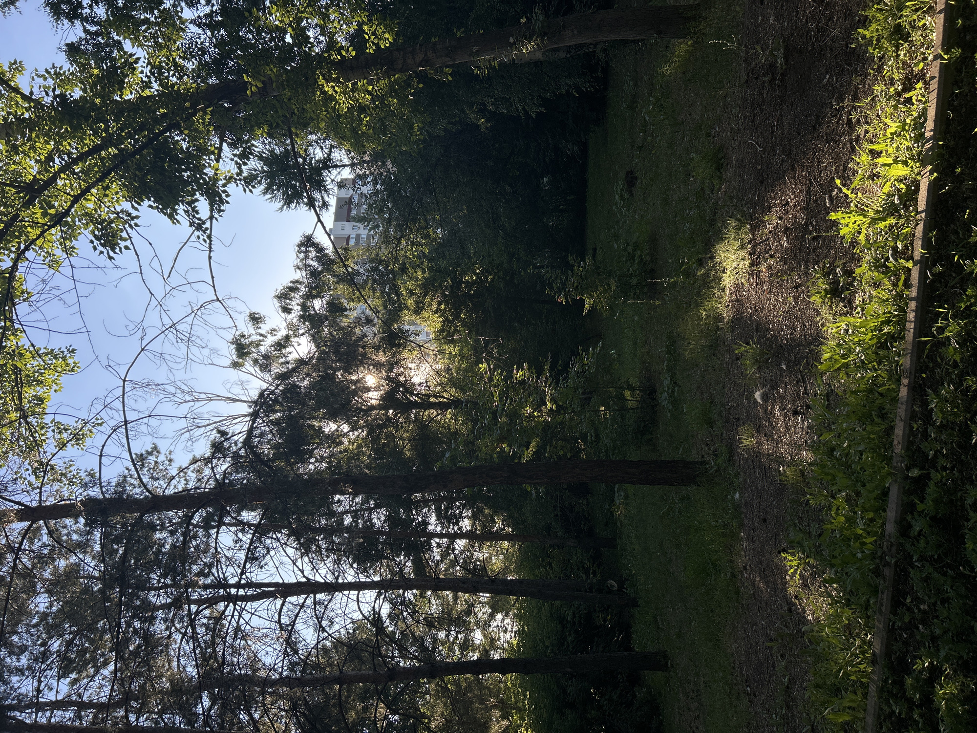 This is a photograph taken outdoors, likely in a park or wooded area within the city of Orenburg, Russia. The image depicts a sun-dappled forest floor with several tall, slender trees silhouetted against a bright sky. Sunlight streams through the branches, casting distinct shadows on the ground, illuminating patches of green grass and scattered leaves. In the background, through a break in the trees, a multi-story residential building with a light-colored facade is visible, suggesting an urban or suburban setting. The overall atmosphere is one of a tranquil, natural space integrated into a developed area. There are no people or animals visible in the frame.