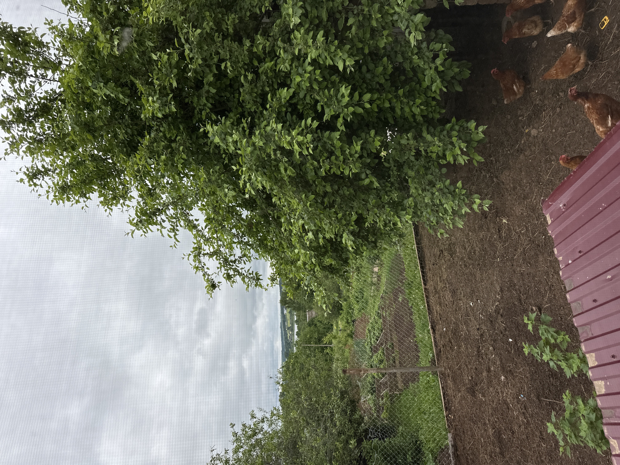 The image captures an outdoor scene in Alnyash, Russia, viewed through a fine mesh screen, likely from a window or balcony. The sky above is overcast with diffuse grey clouds dominating the upper portion. In the mid-ground, a rural landscape unfolds, featuring rolling hills, dense green foliage from numerous deciduous trees, and a visible body of water, possibly a lake or river, in the distance under the cloudy sky. Small, indistinct structures are faintly visible on the distant shore.
Closer to the foreground, a cultivated garden plot is enclosed by a chain-link fence, with a single wooden post marking a section of the enclosure. The garden bed shows dark, tilled earth with rows of nascent green plants. To the immediate right, a large, dense tree with abundant green leaves dominates the right side of the frame, providing significant shade beneath its canopy.
Beneath this large tree, on a patch of bare, disturbed earth, a group of approximately seven domestic chickens are visible. They are predominantly brown or reddish-brown in color, with some exhibiting lighter plumage variations. Several chickens are scattered, appearing to forage or rest on the ground, while others are partially obscured by the tree's foliage or the perspective. In the bottom-left foreground, several small green plants with broad leaves are growing from the soil. The very bottom of the image reveals a section of a reddish-brown corrugated metal roof, suggesting the vantage point.