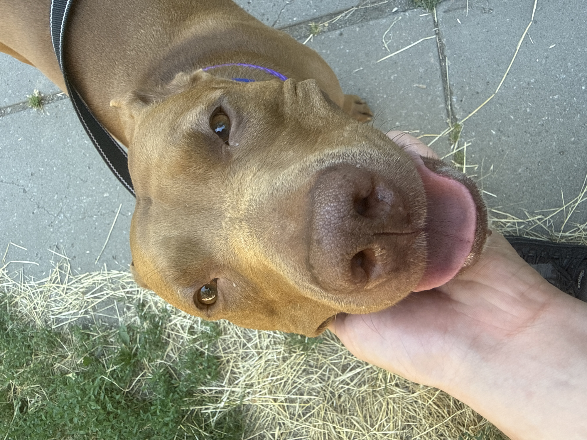 A close-up shot shows a brown dog being petted by a human hand. The dog's head is angled towards the camera, with its mouth open and tongue visible. The background features a mix of green grass, dry straw, and concrete paving stones, suggesting an outdoor urban environment. The dog is wearing a black collar with white trim and a thin purple leash. The scene is lit by natural daylight.