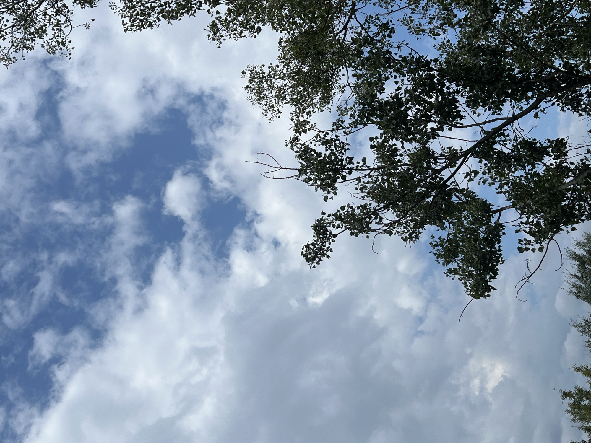 The image captures a view looking upwards towards a sky filled with scattered white clouds against a bright blue background. The foliage of several trees, predominantly deciduous with dark green leaves and thin branches, occupies the right and lower portions of the frame. The trees appear to be in a natural setting, possibly a park or a residential area within Warsaw, Poland, given the context. The lighting suggests it is daytime, with the sun likely positioned out of frame. No people or specific landmarks are visible.