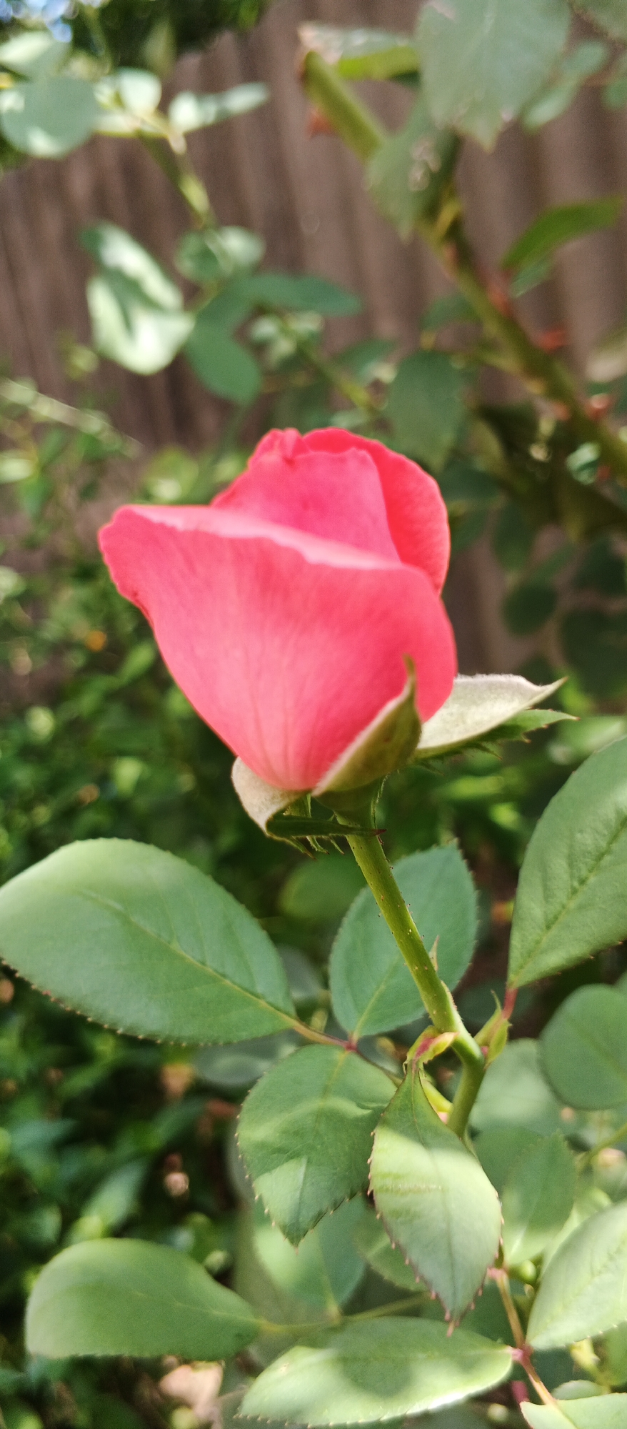 A close-up, vertical shot captures a vibrant pink rosebud with its petals tightly furled, positioned slightly off-center to the right. The rose is the primary subject, its smooth, delicate petals illuminated by soft light. Surrounding the rose is a backdrop of lush green leaves and stems, some in sharp focus and others blurred, creating a shallow depth of field. A hint of a wooden fence is visible in the far background, softened by the focus. The overall impression is one of natural beauty and tranquility. The image was taken in Berehove, Ukraine.