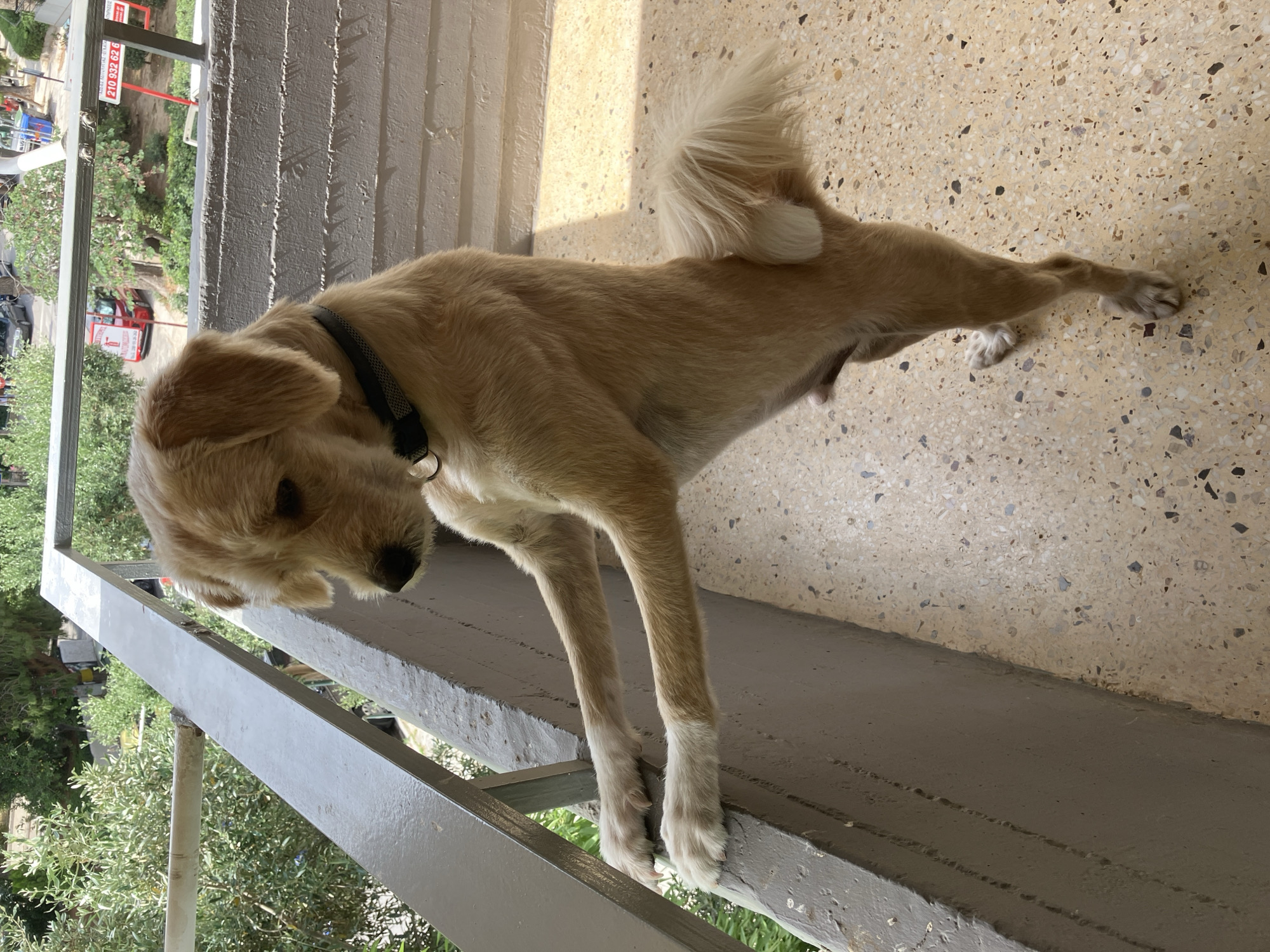 A light-colored dog with sandy or blonde fur and a black collar stands on a speckled, light-colored terrazzo-style floor, its front paws resting on a grey railing. The dog is looking downwards and slightly to the left, appearing curious, with its head tilted and tail curled upwards.
The scene is an outdoor area, likely a balcony or elevated terrace, overlooking a street or lower level. Beyond the grey railing, lush green foliage from trees or bushes is visible. In the further background, elements of an urban or suburban setting can be seen, including parts of buildings, a red truck, and other vehicles.
The image is captured in bright daylight, indicated by strong shadows cast on the floor, suggesting a clear and sunny day.
A notable detail is a red rectangular sign in the background with white text, displaying a phone number: "210 932 62 6". Above the numbers, part of a word, "SINDON", is also visible.