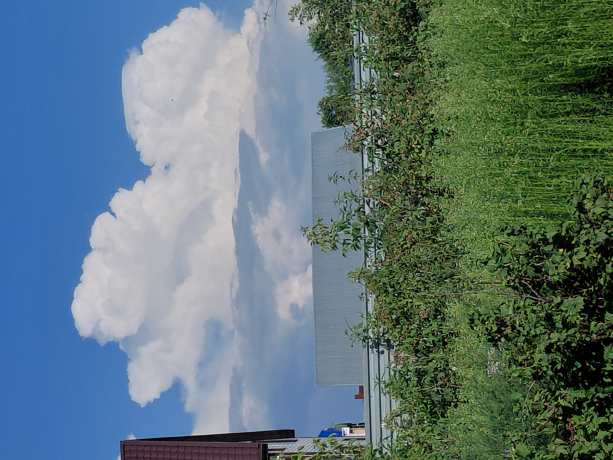 A summer day in Novosibirsk, Russia, is captured in this vertical outdoor shot. The sky is a vibrant blue, adorned with large, puffy white clouds that dominate the upper half of the frame. A sliver of a house with a dark red roof is visible on the left edge, suggesting a residential area. Below the clouds, a corrugated metal roof of a building peeks out. In the foreground, a dense, vibrant green hedge of bushes and tall grass stretches across the entire width of the image, obscuring much of the lower scene. The overall impression is one of a typical sunny day in a suburban or rural setting.