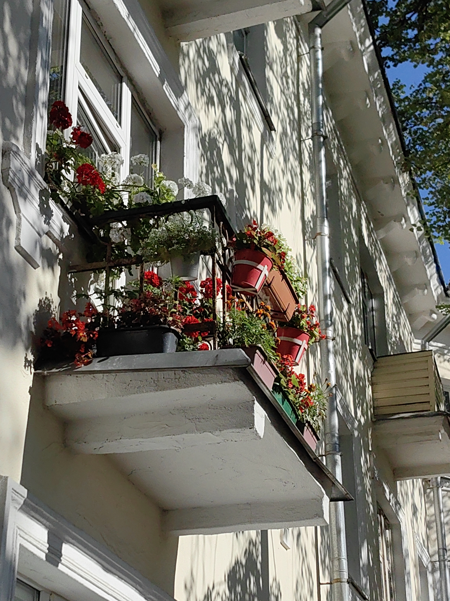 An exterior, low-angle, medium shot captures a building facade in Minsk, Belarus, featuring a balcony overflowing with vibrant red and white flowers. The facade is a light cream color, with a white-trimmed window visible on the left. A dark metal railing supports various planters, including red pots and darker troughs, filled with lush green foliage and blooming red and white flowers. A silver drainpipe runs vertically down the side of the building, partially obscured by the balcony. Sunlight casts dappled shadows from unseen trees onto the building's surface, creating an intricate pattern. The sky above is a clear, bright blue. The overall impression is one of a well-maintained urban dwelling adorned with a profusion of natural beauty.