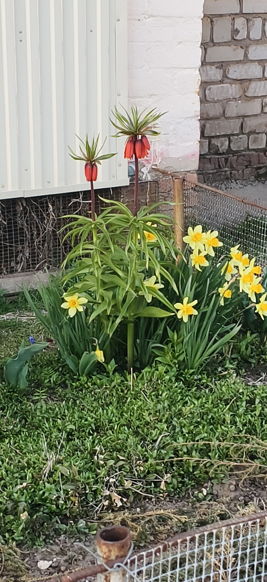 The image depicts a garden in Фоки, Russia. The foreground is dominated by a patch of green grass and some weeds. In the center are two Fritillaria imperialis plants with orange bell-shaped flowers, alongside a cluster of yellow daffodils. A small blue flower is visible to the left. A wire fence partially frames the garden. In the background, there is a white corrugated metal building on the left, and a brick structure on the right.