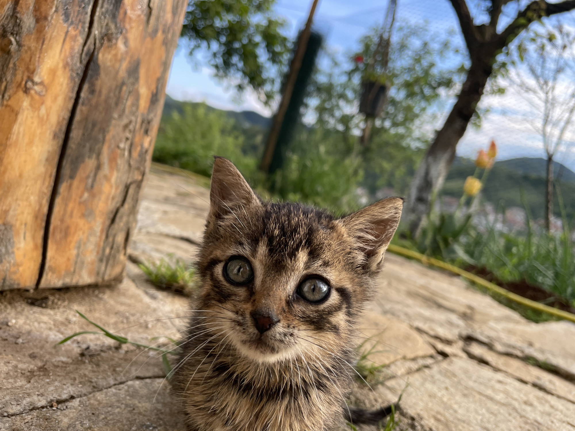 The image is a close-up shot of a kitten in an outdoor setting. The kitten is light brown with darker brown tiger stripes. The kitten's eyes are gray with dark pupils and the whiskers are white. The kitten is in the center of the frame, with the background out of focus. The background includes a tree trunk on the left and greenery. The ground is paved with stones. Based on the presence of specific flora and environmental elements, the location appears to be in the city of Zlatograd, Bulgaria.