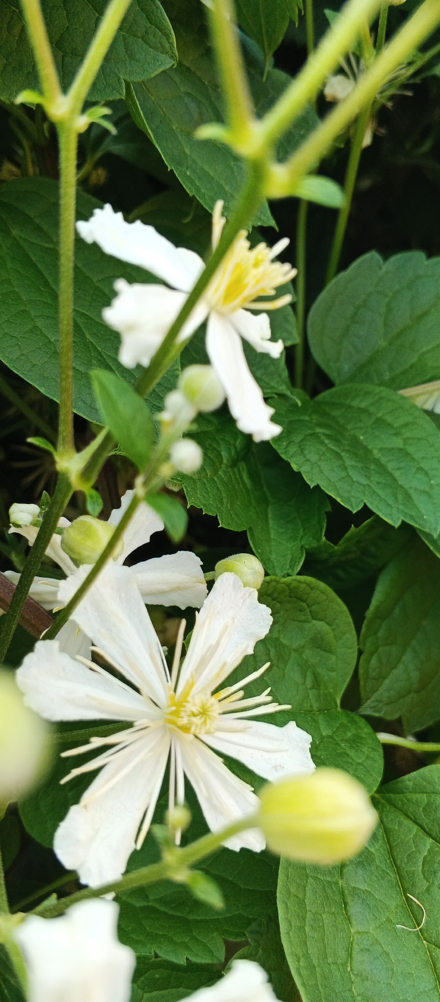 The image captures a close-up view of white clematis flowers and green foliage. Several white clematis flowers, some fully bloomed and others in bud, are visible, their delicate petals fanning out. The centers of the bloomed flowers display yellow stamens. The backdrop consists of lush, dark green leaves, some of which are in sharp focus, while others are softly blurred. The lighting suggests a natural outdoor setting, likely a garden. The image does not contain any people, and no specific location in Smila, Ukraine, can be determined from the visual information provided.