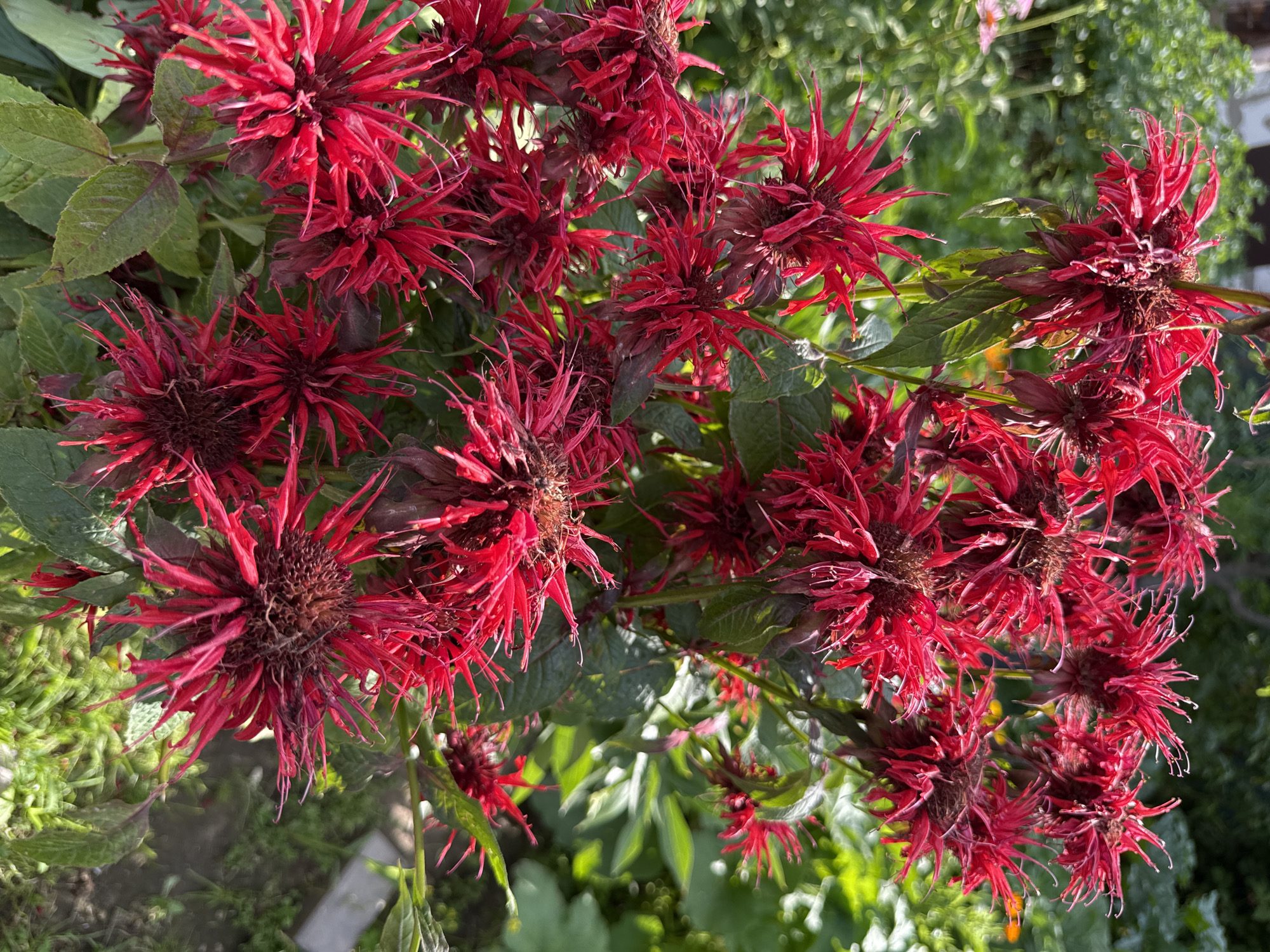 A cluster of bright red bee balm flowers is in full bloom, their spiky petals reaching outwards. The flowers are densely packed on green stems, with some dark green leaves visible. The background is a blur of green foliage, suggesting an outdoor garden setting. The lighting indicates it is daytime, possibly mid-morning or late afternoon, with natural light illuminating the scene. There are no people or animals visible in the image. The environment appears to be a natural or cultivated garden area, with a slightly blurred effect on the background suggesting a shallow depth of field. The location is not specified to be in the city of Bor, Russia.