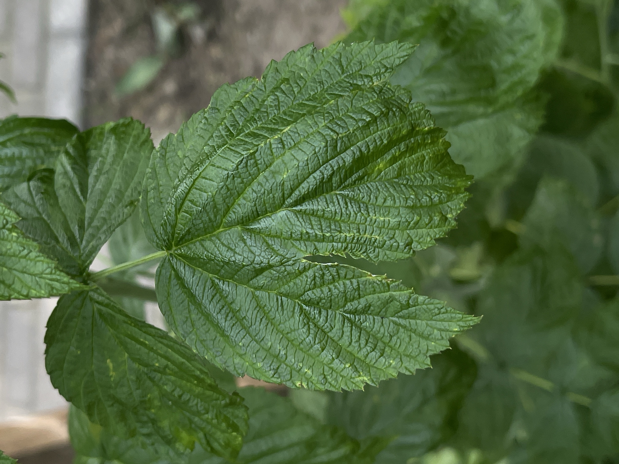 This is a close-up, high-angle, medium shot of a bright green raspberry leaf. The leaf is large and textured, with prominent veins and serrated edges. It is positioned slightly off-center to the left, taking up the majority of the frame. The leaf appears healthy and vibrant, with a slight sheen indicating it may be dewy or recently watered.
Other raspberry leaves are visible in the background, creating a blurred effect of deep green foliage. The overall setting appears to be outdoors, in a garden or natural environment. The background hints at a light-colored, somewhat rough surface, possibly a brick wall or a stone pathway, and some out-of-focus greenery.
There is no discernible activity or event taking place; the focus is purely on the detail of the single leaf. The lighting suggests it is daytime, with the natural light enhancing the color and texture of the leaves. There are no visible people, text, or strong indicators of a specific time of day or weather conditions beyond the potential dew on the leaves. The location context of Lviv, Ukraine, does not provide specific visual cues within this image. The overall mood is one of natural simplicity and botanical detail.