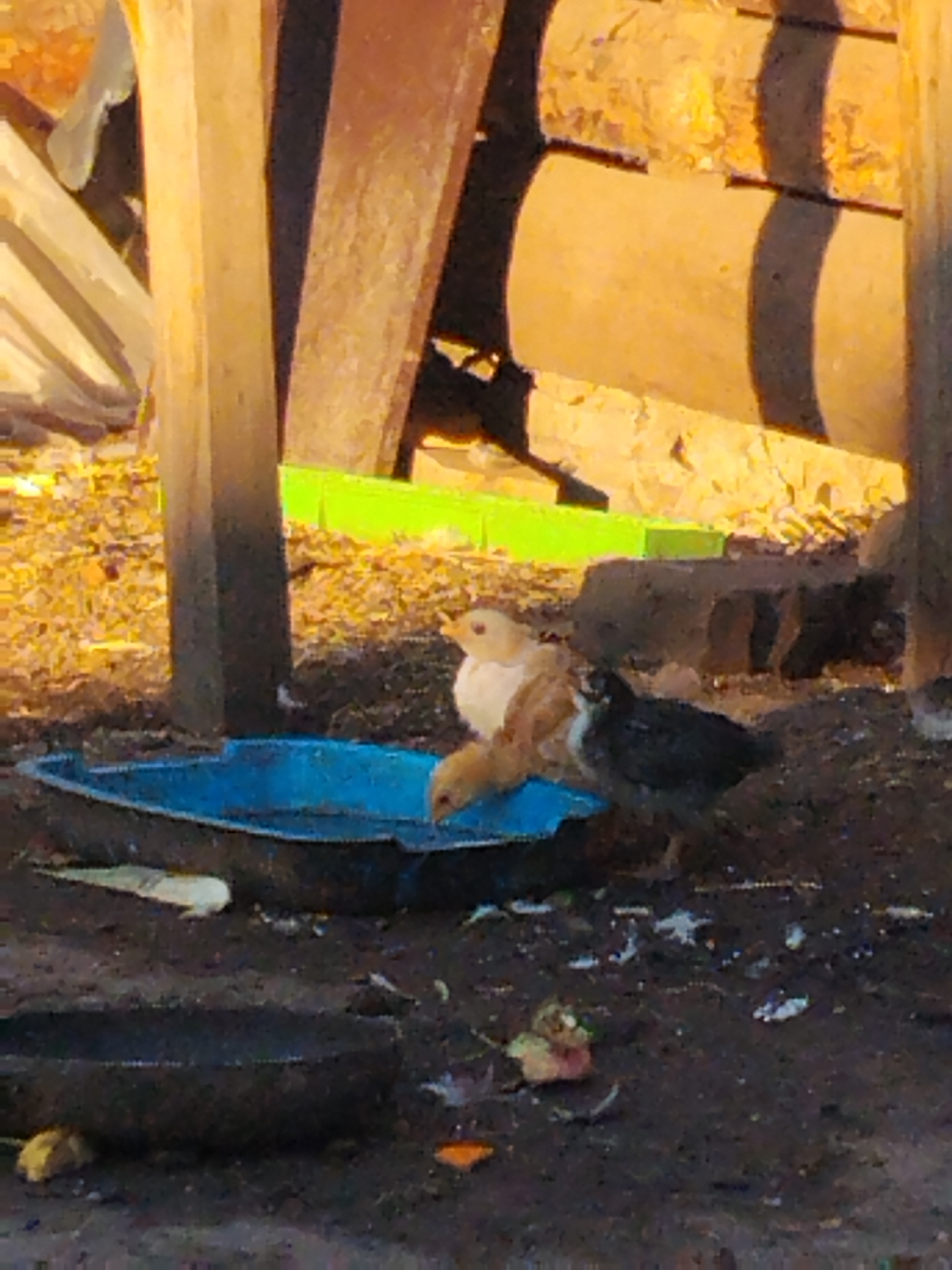 In Ustyvytsia, Ukraine, a shallow blue plastic trough filled with water sits on the ground. Three young chickens are gathered around it. One chicken, predominantly white with some brown markings, is near the edge of the trough, appearing to drink. Another, a light brown chick, is partially submerged in the water. A third chicken, dark gray or black, stands close to the trough. The ground around the trough is dark soil with scattered debris, including what appears to be dry leaves and small white specks, possibly food scraps. In the background, wooden structures create a shaded area, with sunlight illuminating some logs and what looks like a bright green plastic object.