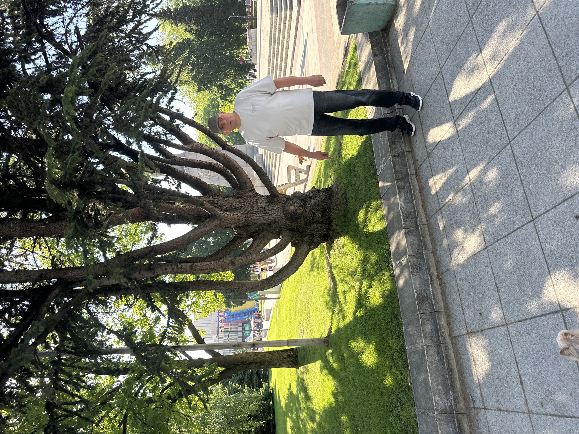 A man in a white t-shirt, jeans, and a cap stands on a gray tiled pavement adjacent to a grassy area. He is in front of a large tree with numerous branches extending horizontally. Behind him, there are stairs leading to an elevated area. In the background, there are buildings and structures including what appears to be a playground. This is a city in Montana, Bulgaria.