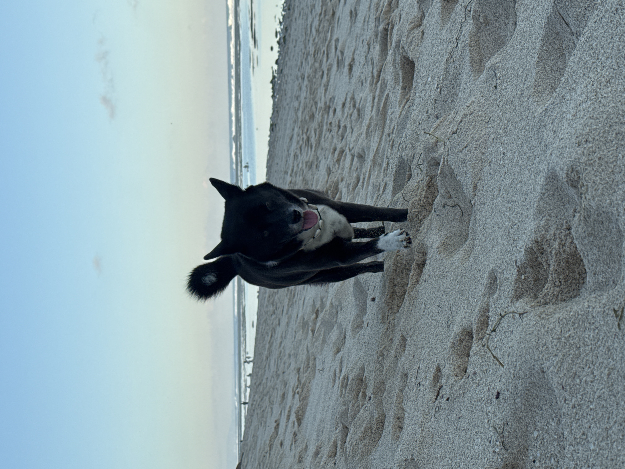 A black and white dog with its tongue out walks on a sandy beach in Kuta Selatan, Indonesia. The dog is wearing a white collar made of shells. In the background, the ocean with small waves can be seen, and a few distant figures are visible on the shoreline. The sky is clear with a gradient of blue. The sand is light-colored with visible footprints.