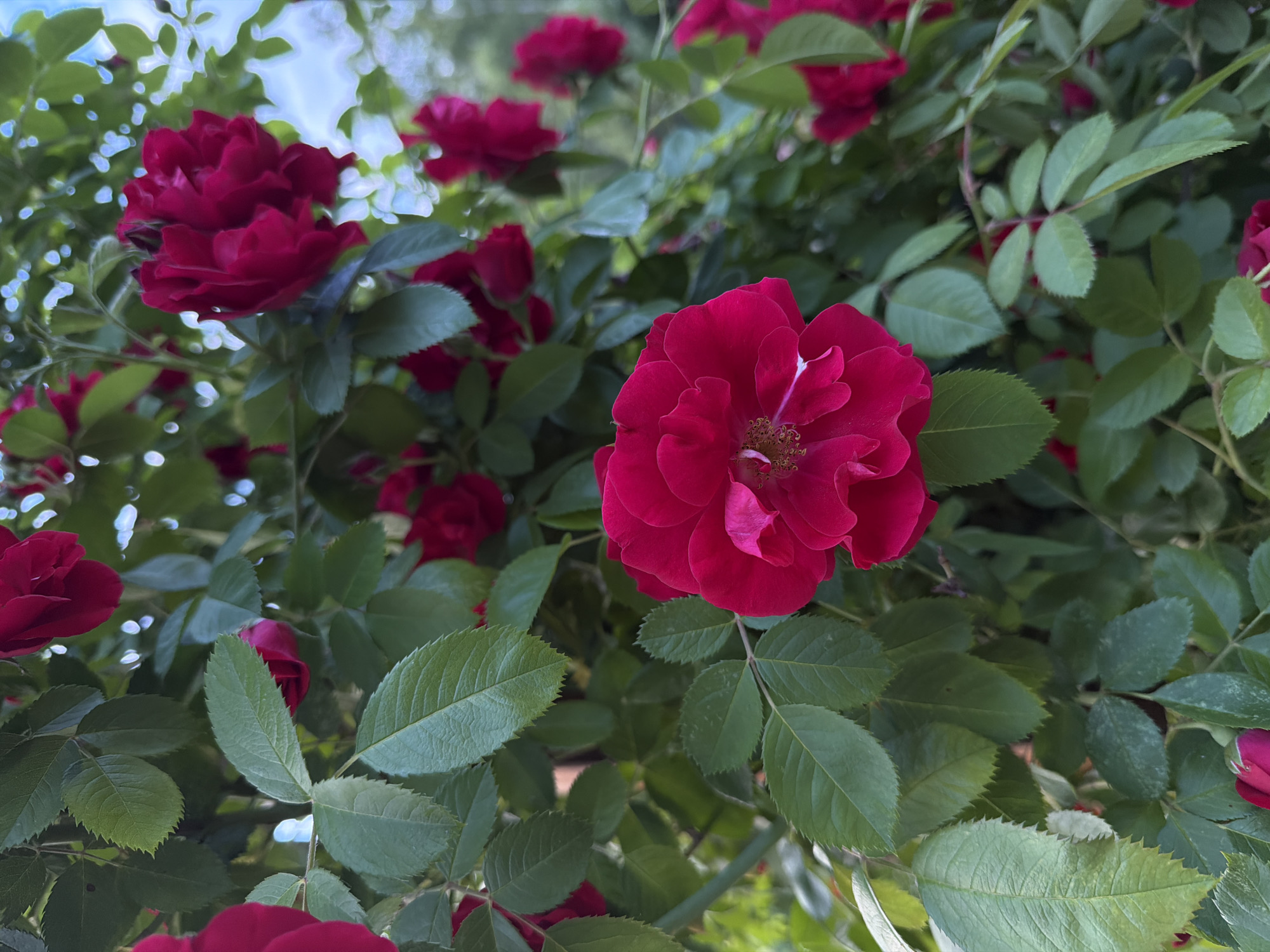 This is a close-up, eye-level, outdoor shot of a bush with multiple dark pink roses and green leaves. The focus is on a large, fully bloomed rose in the foreground, slightly to the right of center. The rose has many petals that are ruffled and layered. Behind it, other roses are visible, some in full bloom and others as buds. The leaves are a deep green and appear to be slightly serrated along the edges. The background is blurred, suggesting a shallow depth of field, with hints of blue sky and more greenery. The image appears to be a natural scene, likely in a garden or park, and does not contain any people or man-made structures that would indicate a specific location in Chaikovsky, Russia.