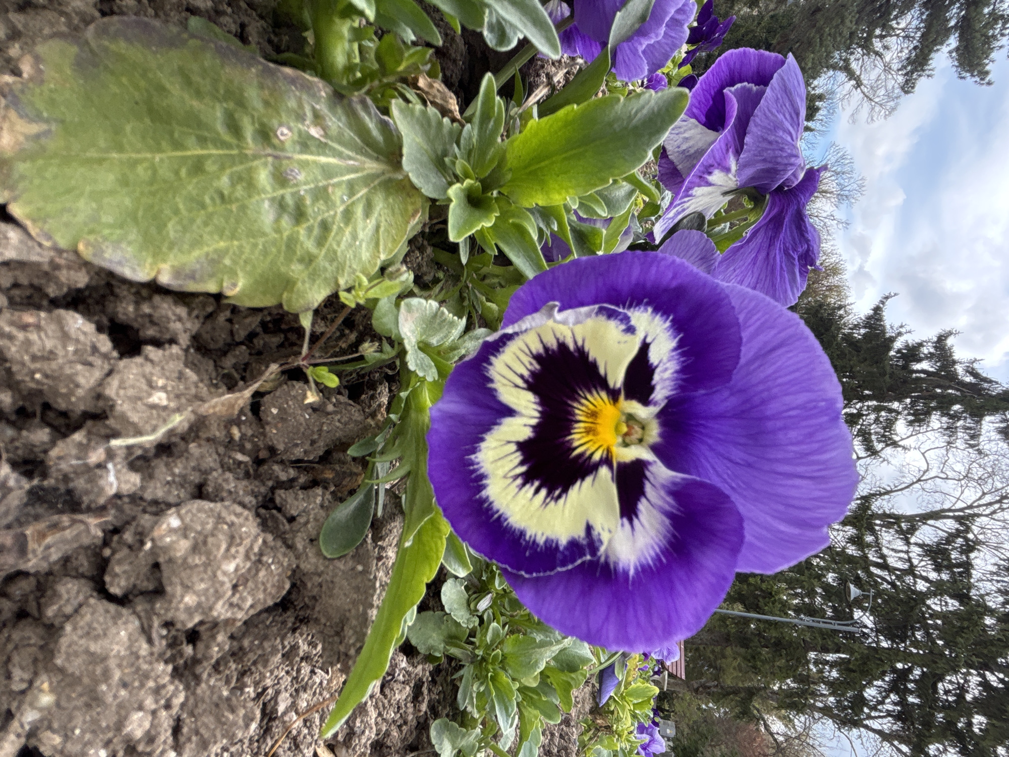 A close-up, angled shot displays a vibrant purple and white pansy flower in a garden bed. The flower is in focus, its petals displaying a radial pattern of dark purple, white, and a yellow center. To the left, the soil is visible, appearing clumpy and dry. A large, green leaf lies adjacent to the soil, showing some discoloration around its edges. Further back, other green leaves and buds are partially visible. In the blurred background, trees are partially visible against a sky with scattered clouds. The image was most likely taken outdoors in natural lighting, suggesting a springtime setting in a garden, though the specific location in Silistra, Bulgaria is not discernible from the image.